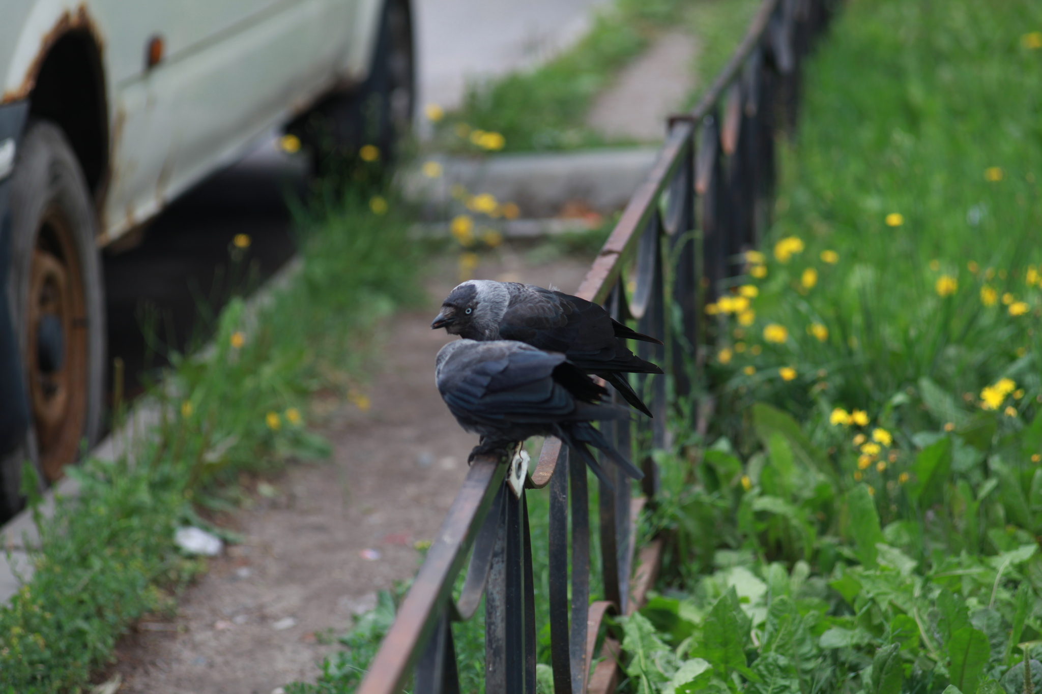 Summer Peter 2 (Kupchino) - My, Beginning photographer, Town, Nature, Animals, Saint Petersburg, I want criticism, Canon, Soviet lenses, Longpost, The photo