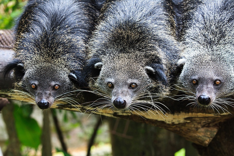 Either a bear or a cat - Love, Animals, Milota, news, cat, The national geographic, Informative, Facts, Binturong, Wyvernaceae, Wild animals