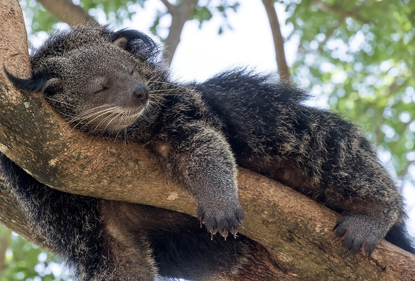 Either a bear or a cat - Love, Animals, Milota, news, cat, The national geographic, Informative, Facts, Binturong, Wyvernaceae, Wild animals