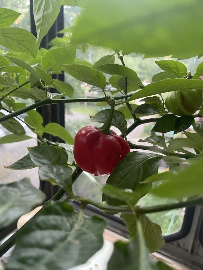 Habanero Giant Red - Острый перец, Чили, Хабанеро