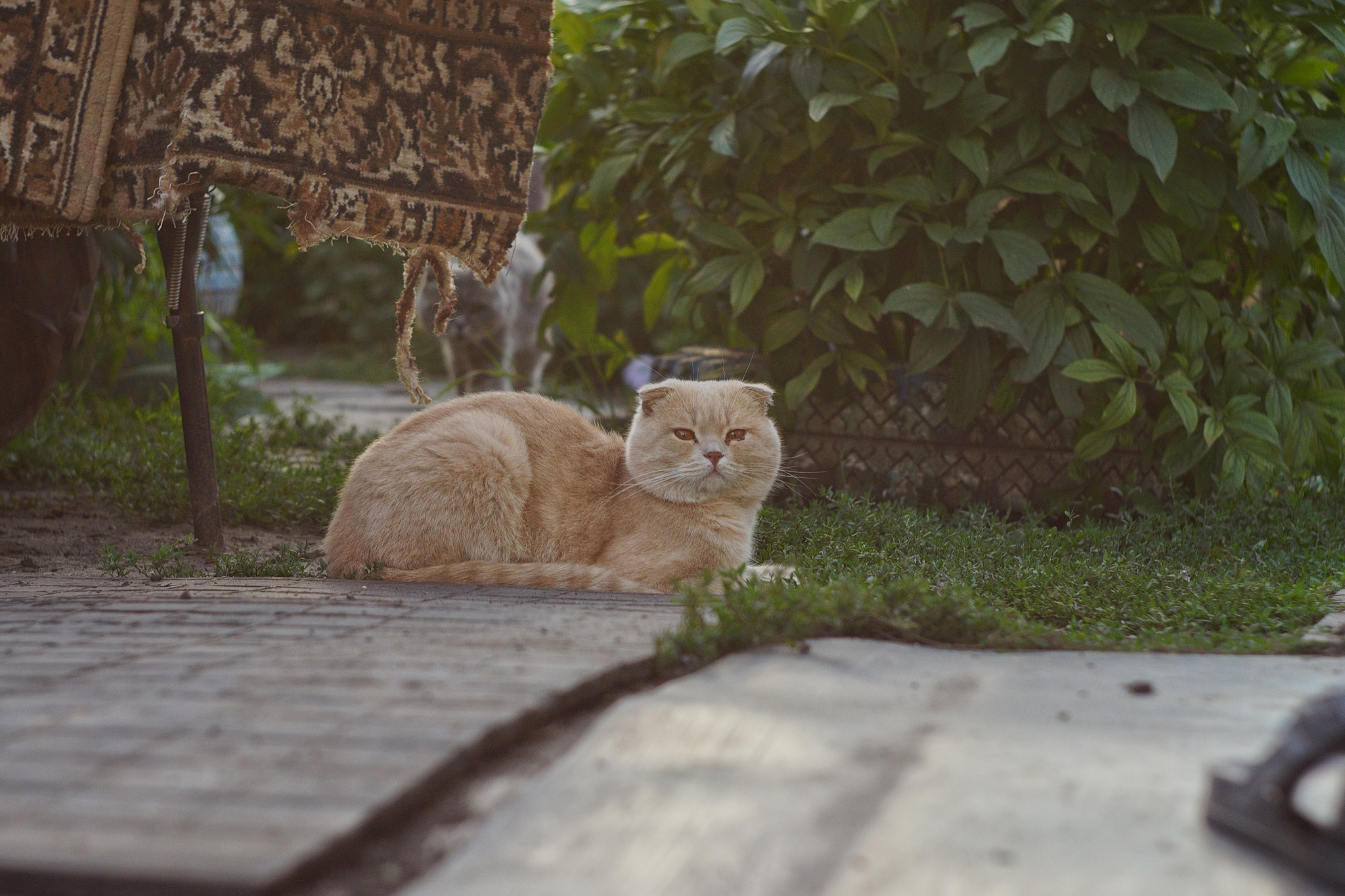 Flowers, cats, and a beetle - My, Street photography, cat, Flowers, Raspberries, Colorado beetle, Longpost