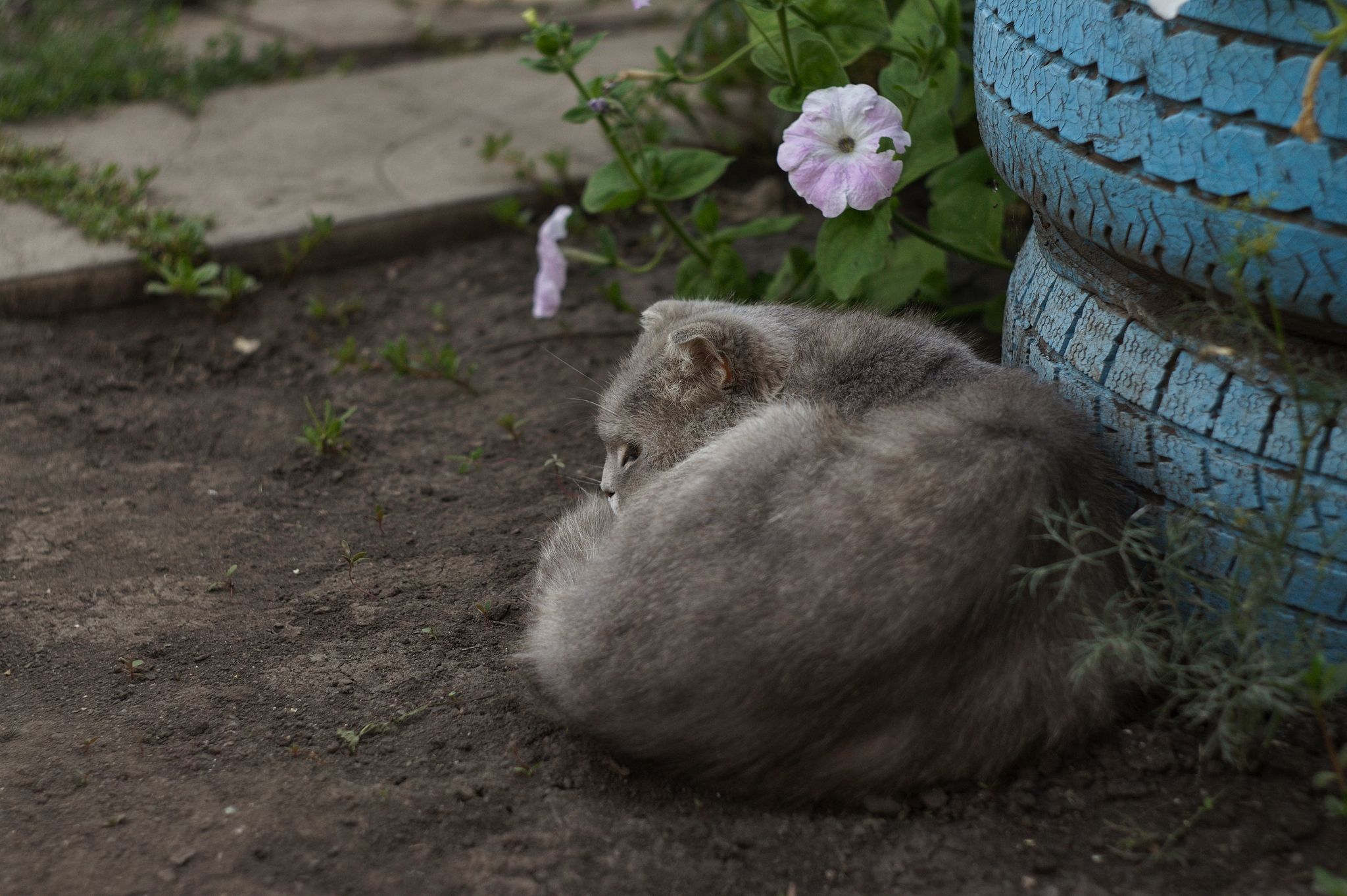 Flowers, cats, and a beetle - My, Street photography, cat, Flowers, Raspberries, Colorado beetle, Longpost