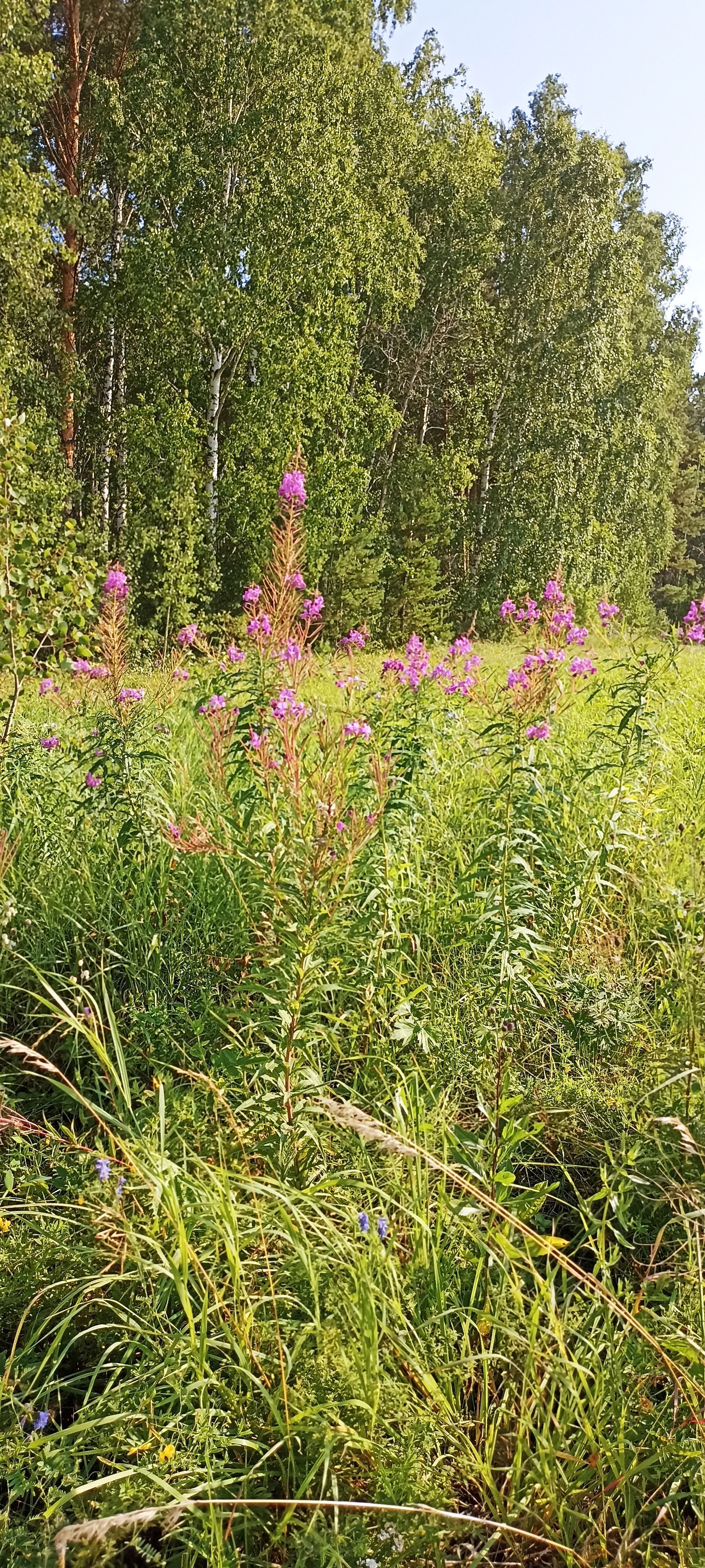 As we went for healing and wild grass - My, Siberia, Krasnoyarsk, Longpost