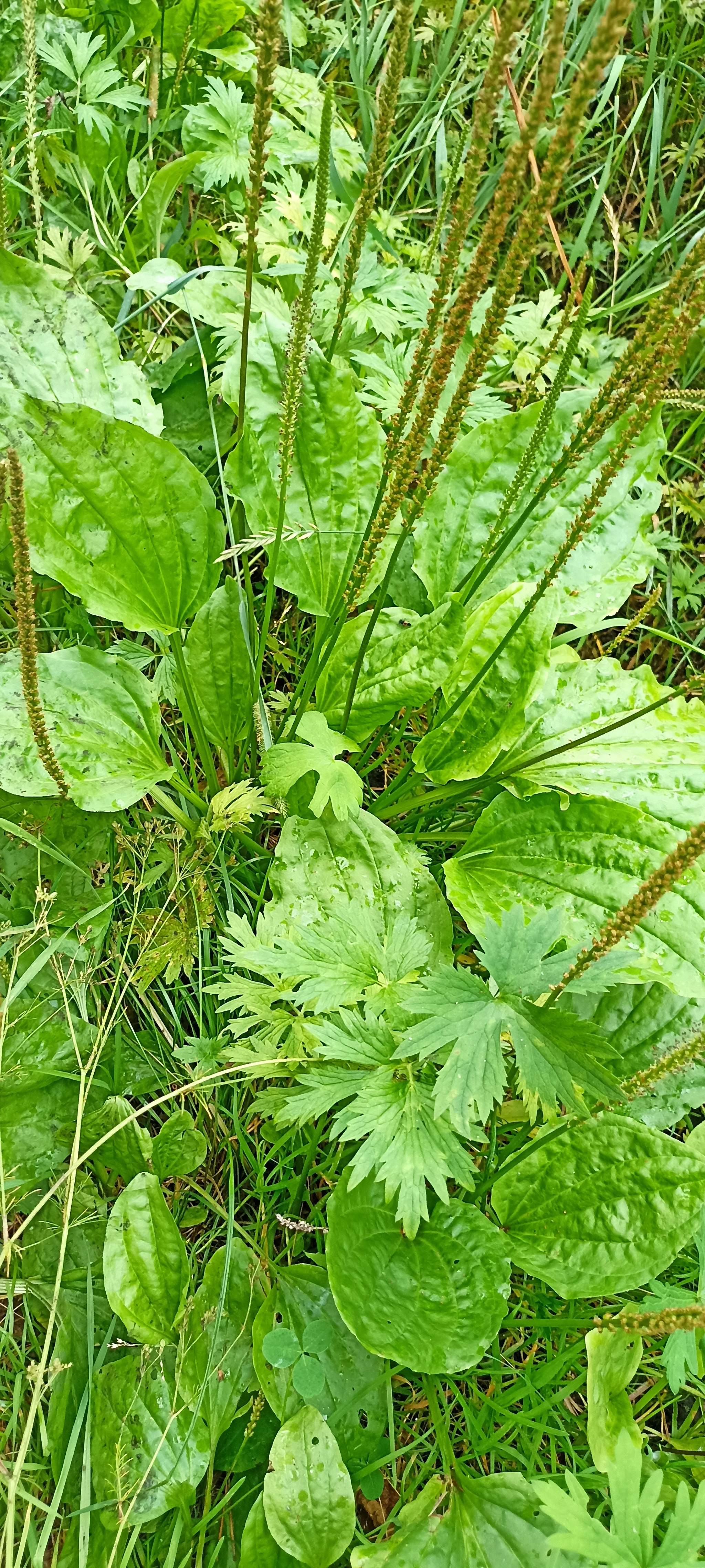 As we went for healing and wild grass - My, Siberia, Krasnoyarsk, Longpost