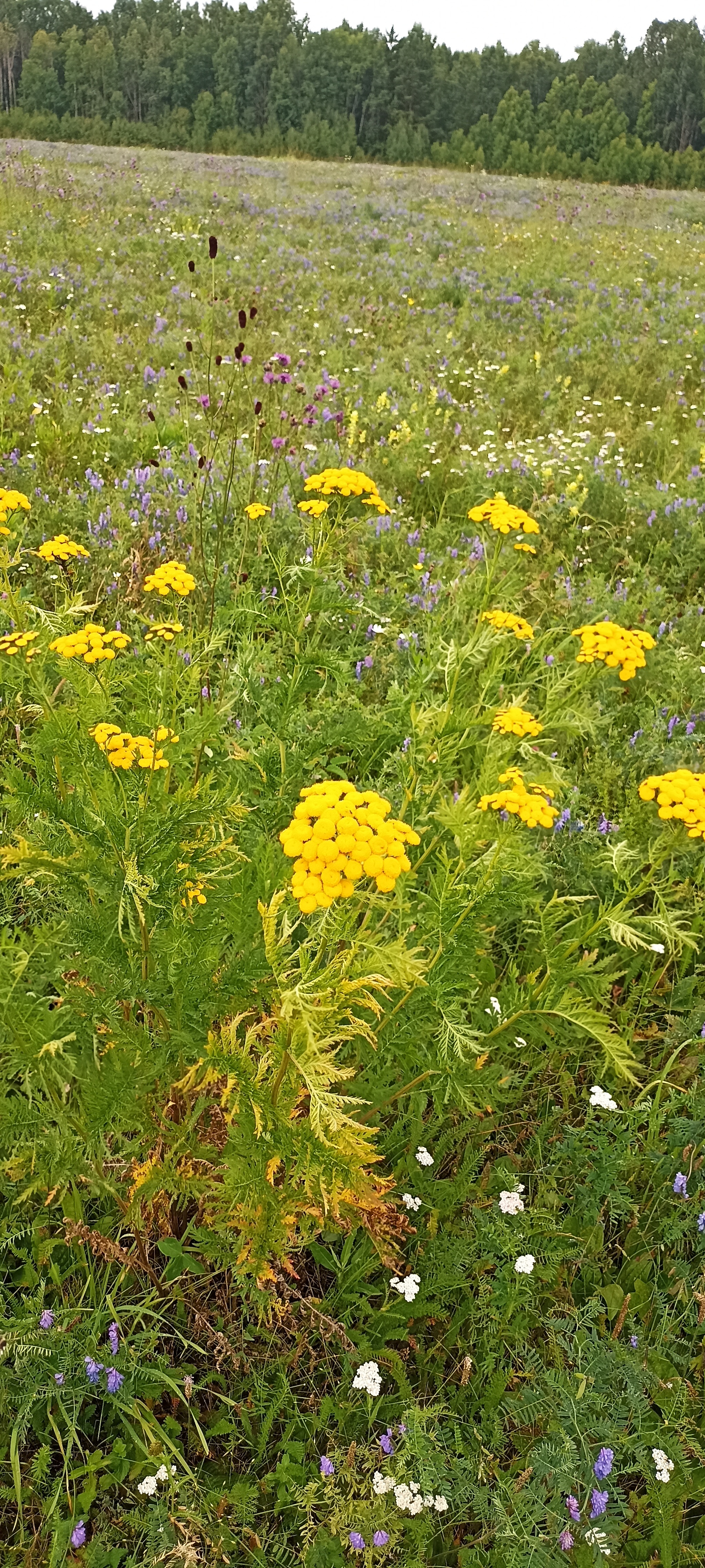 As we went for healing and wild grass - My, Siberia, Krasnoyarsk, Longpost