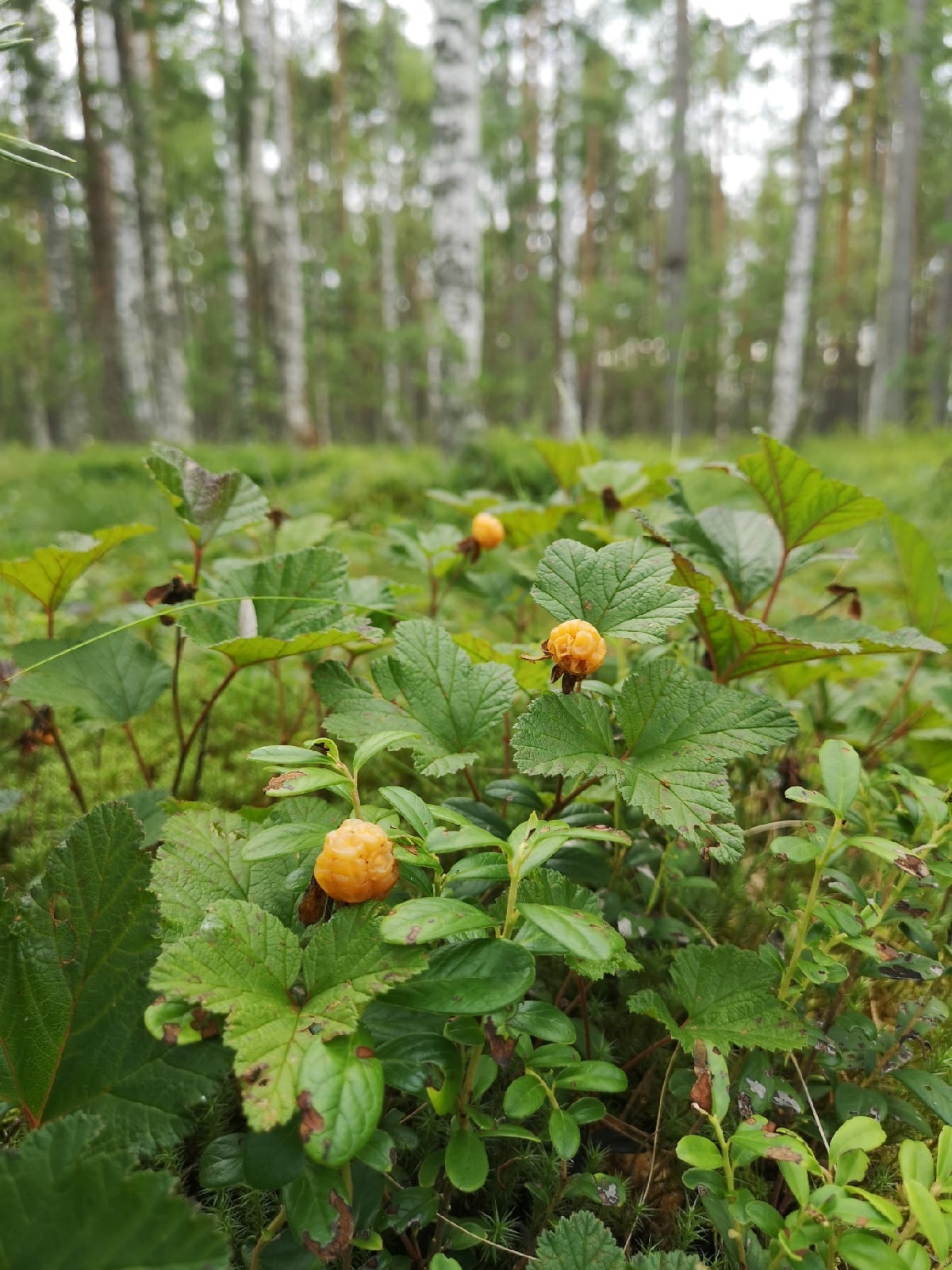 МОРОШКА: САМЫЙ СОК!!! - Моё, Морошка, Ягоды, Дикая природа, Чудеса природы, Природа России, Каждой твари по паре, Павел Глазков, Видео, Видео вк, Длиннопост