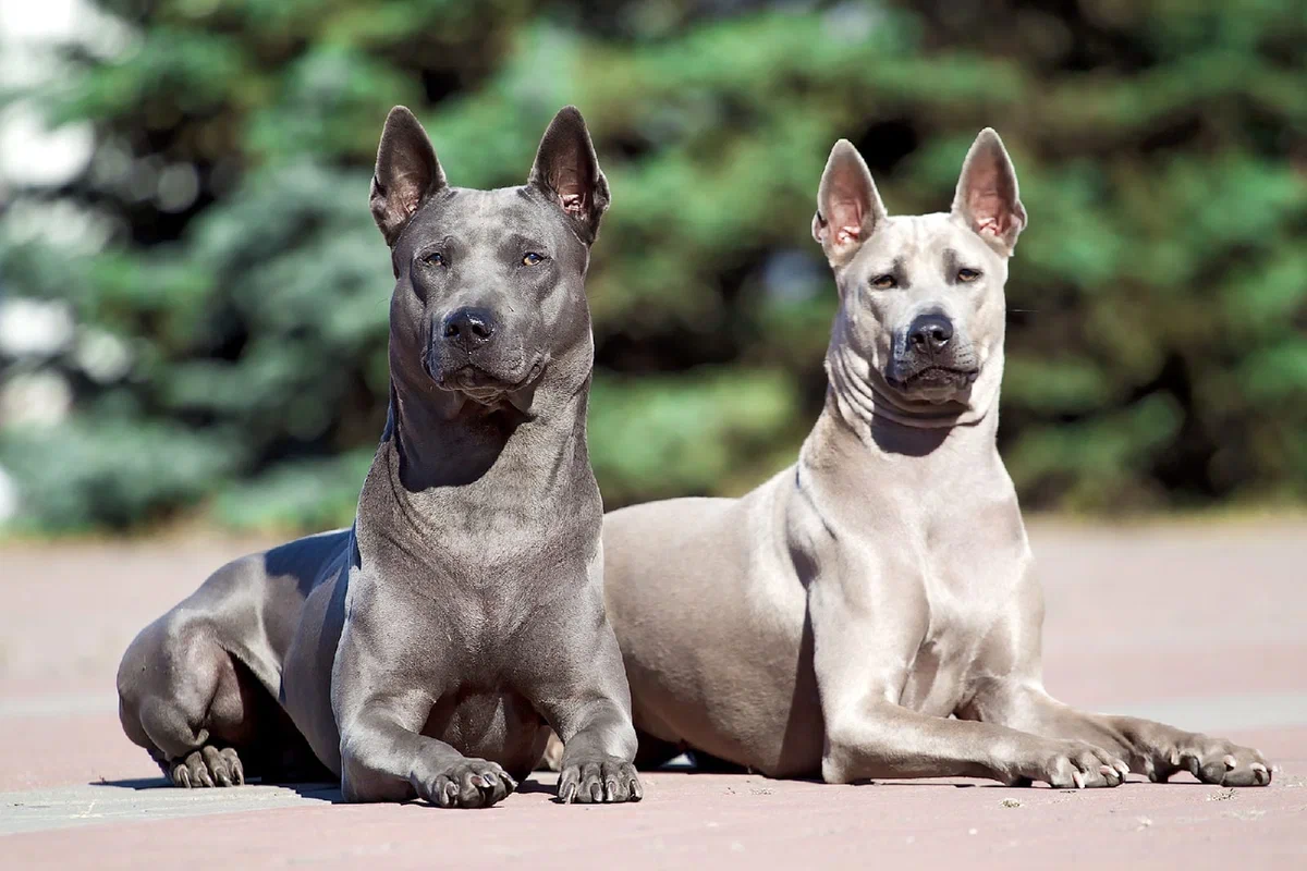 Thai Ridgeback: Having this dog is like taking home a mischievous sheepdog-sized cat. Smart, but extremely obstinate dog from Thailand - Thai Ridgeback, Dog, Animal book, Yandex Zen, Longpost