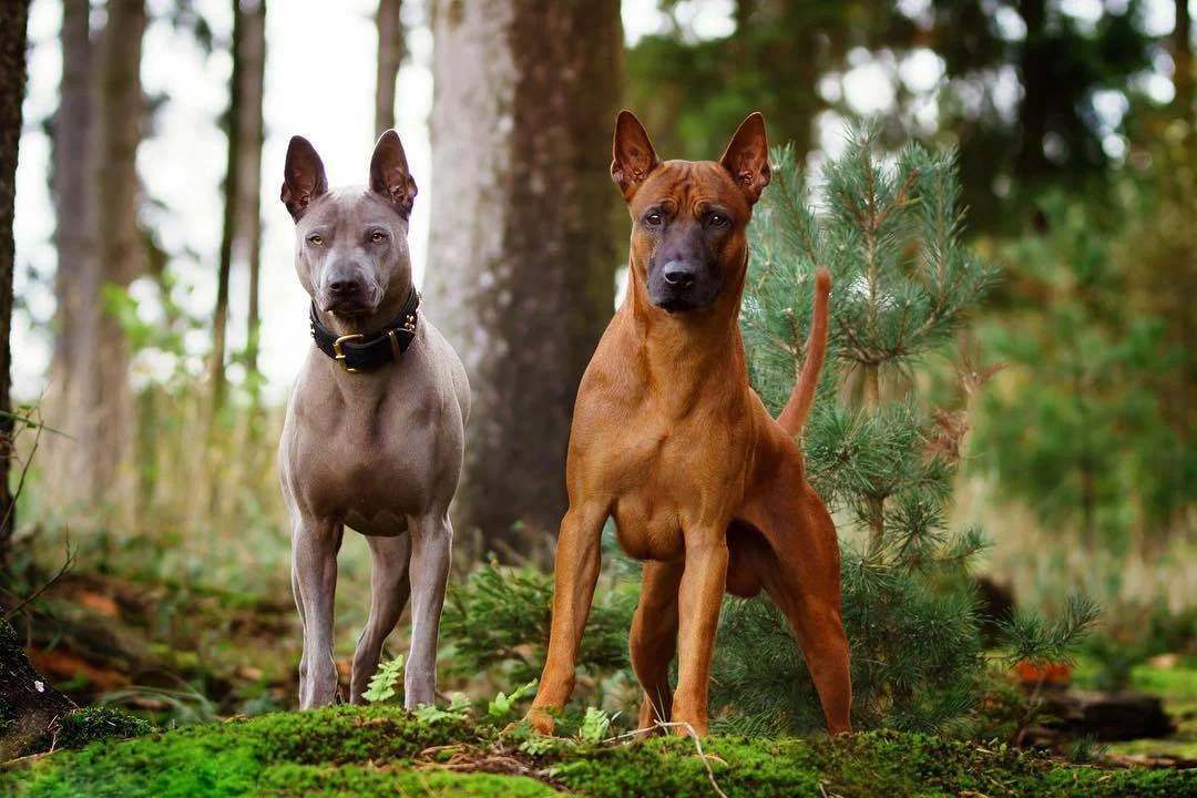 Thai Ridgeback: Having this dog is like taking home a mischievous sheepdog-sized cat. Smart, but extremely obstinate dog from Thailand - Thai Ridgeback, Dog, Animal book, Yandex Zen, Longpost