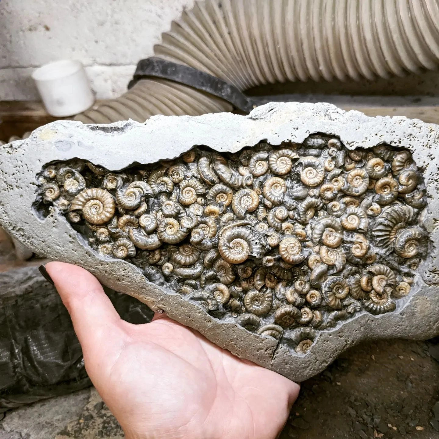 Accumulation of ammonite shells - Biology, Paleontology, Ammonite, Fossils