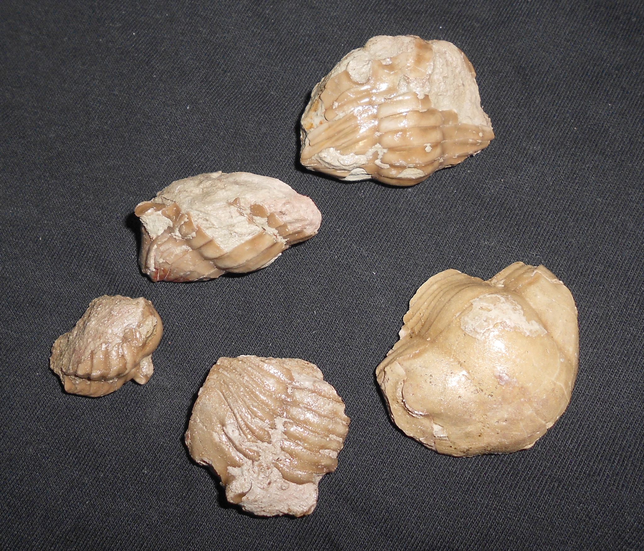 Example of fossils of the Volkhov River, Leningrad Region - My, Fossils, Paleontology, Longpost