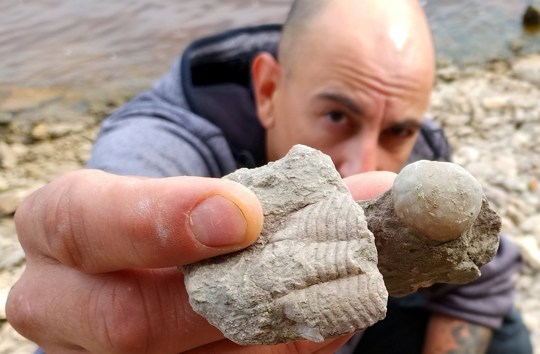 Example of fossils of the Volkhov River, Leningrad Region - My, Fossils, Paleontology, Longpost