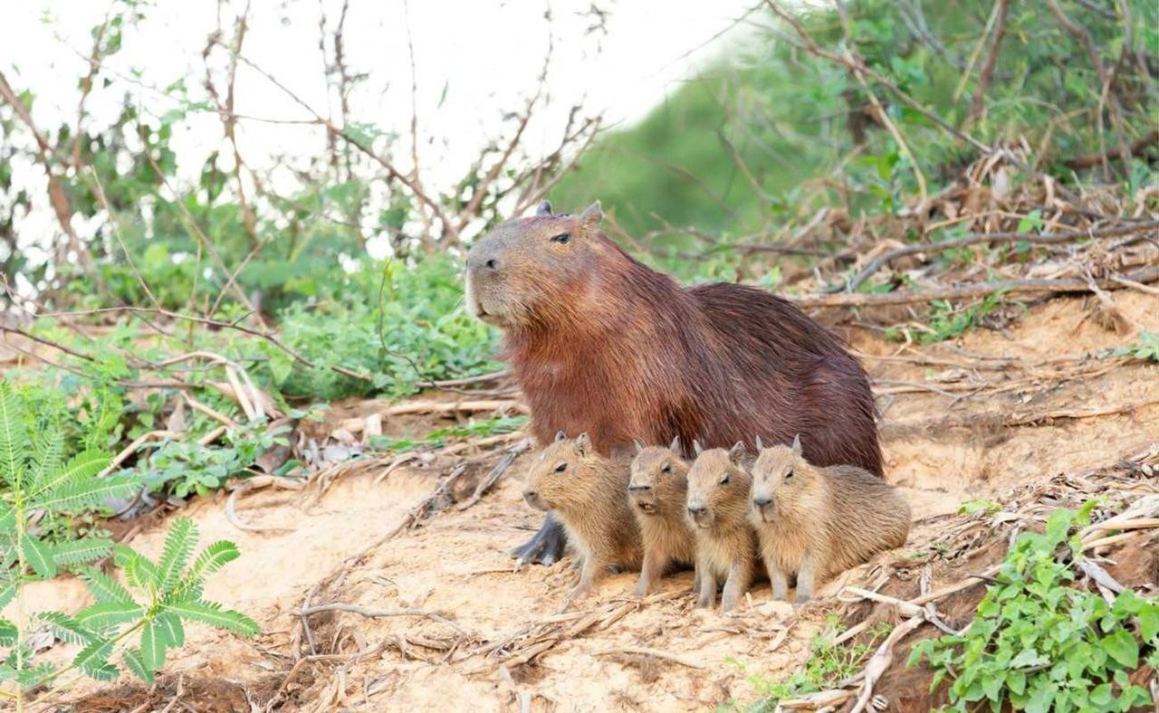 Capybaras on the beach - Capybara, Shore, Young, Rodents, The photo