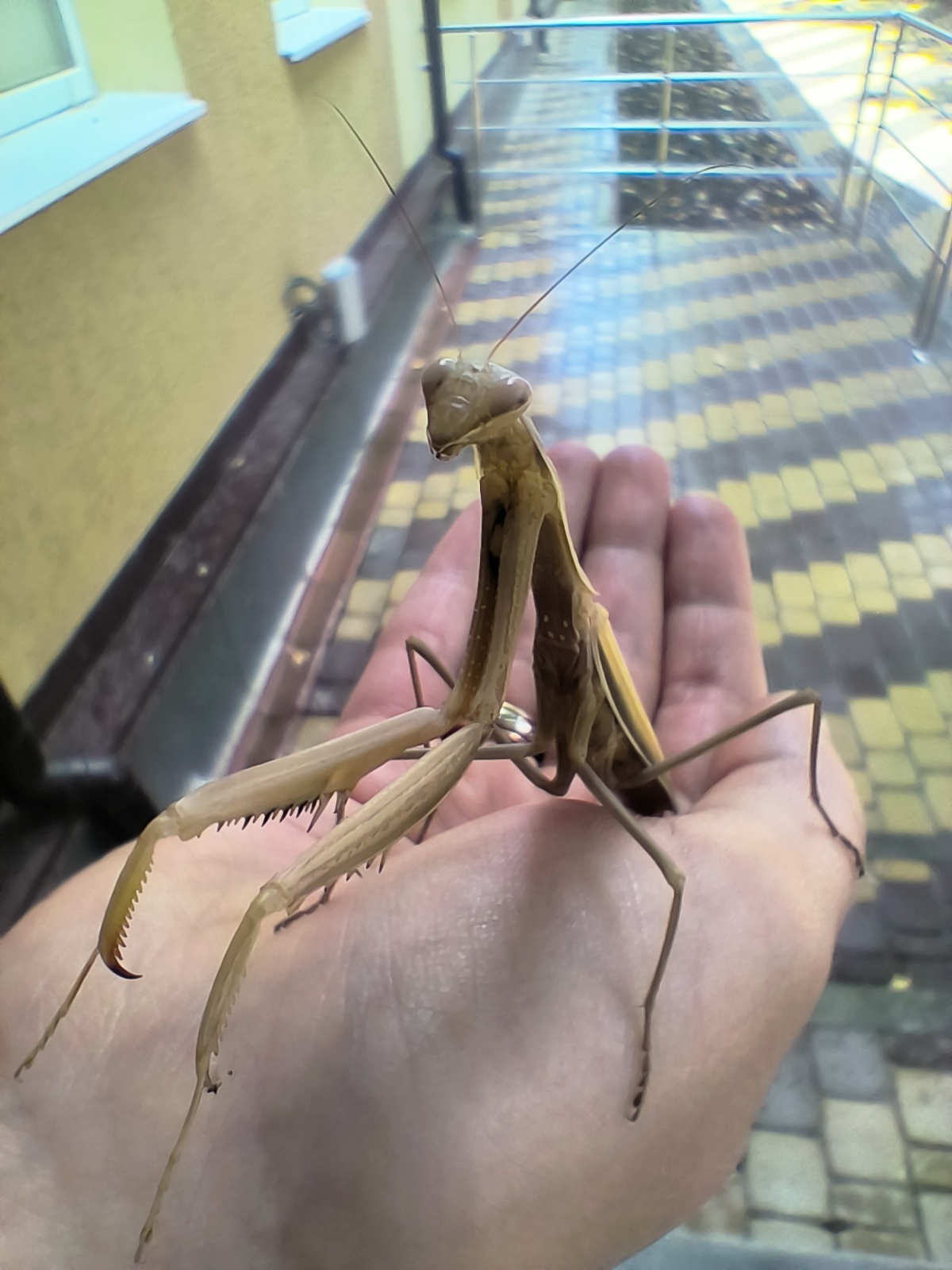 Thanks Roy! - My, Insects, Mantis, The photo, Longpost