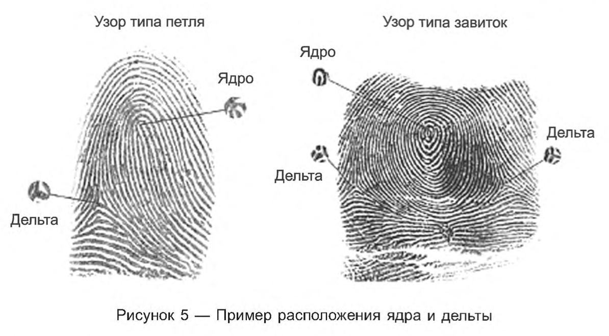 Как устроена дактилоскопия | Пикабу