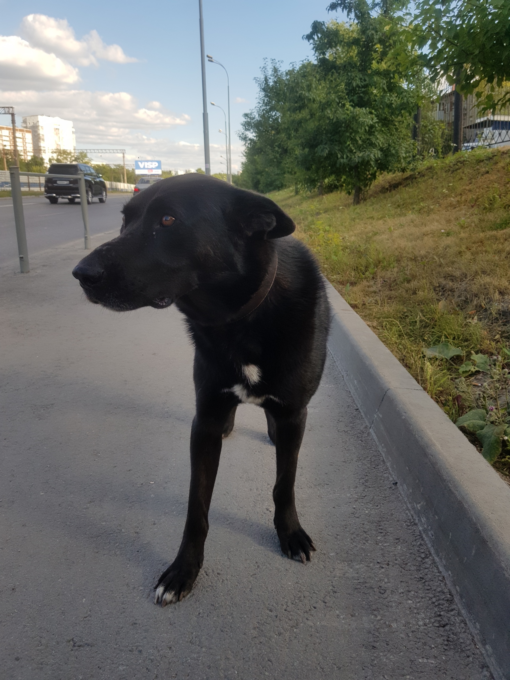 lost dog - My, Animals, Dog, Lost, Yekaterinburg, Longpost, No rating, Found a dog