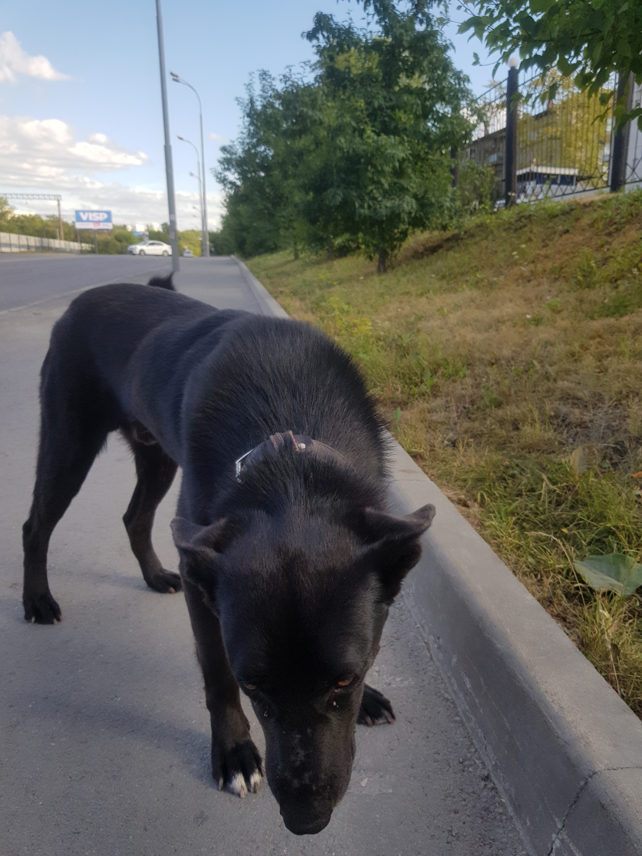 lost dog - My, Animals, Dog, Lost, Yekaterinburg, Longpost, No rating, Found a dog