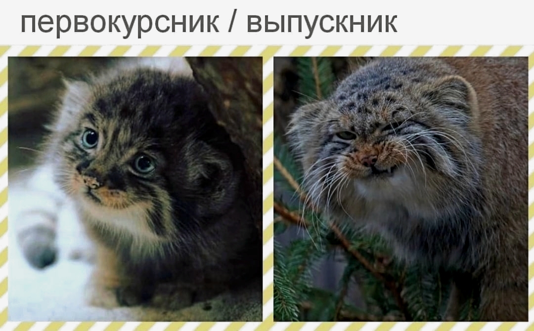 Student (stolen from VK) - Pallas' cat, Pet the cat, Small cats, Memes