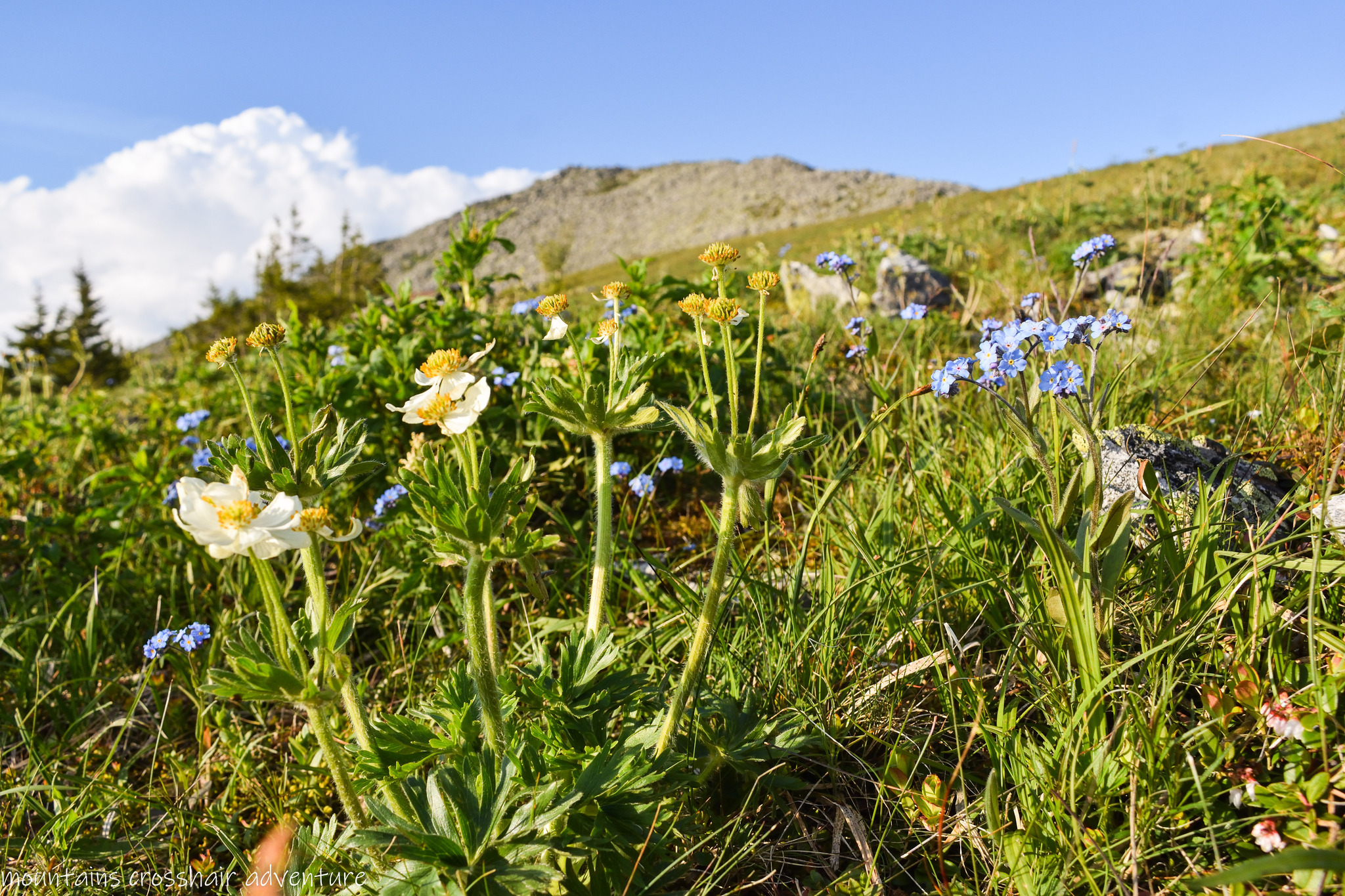 Milota at 1406 m - My, Nature, Landscape, Nikon d3400, beauty of nature, Ch60, The nature of Russia, Flowers, beauty, Beautiful, Summer, The mountains, National park, Zyuratkul, Ural, Nikon, The rocks, Chelyabinsk region, Milota