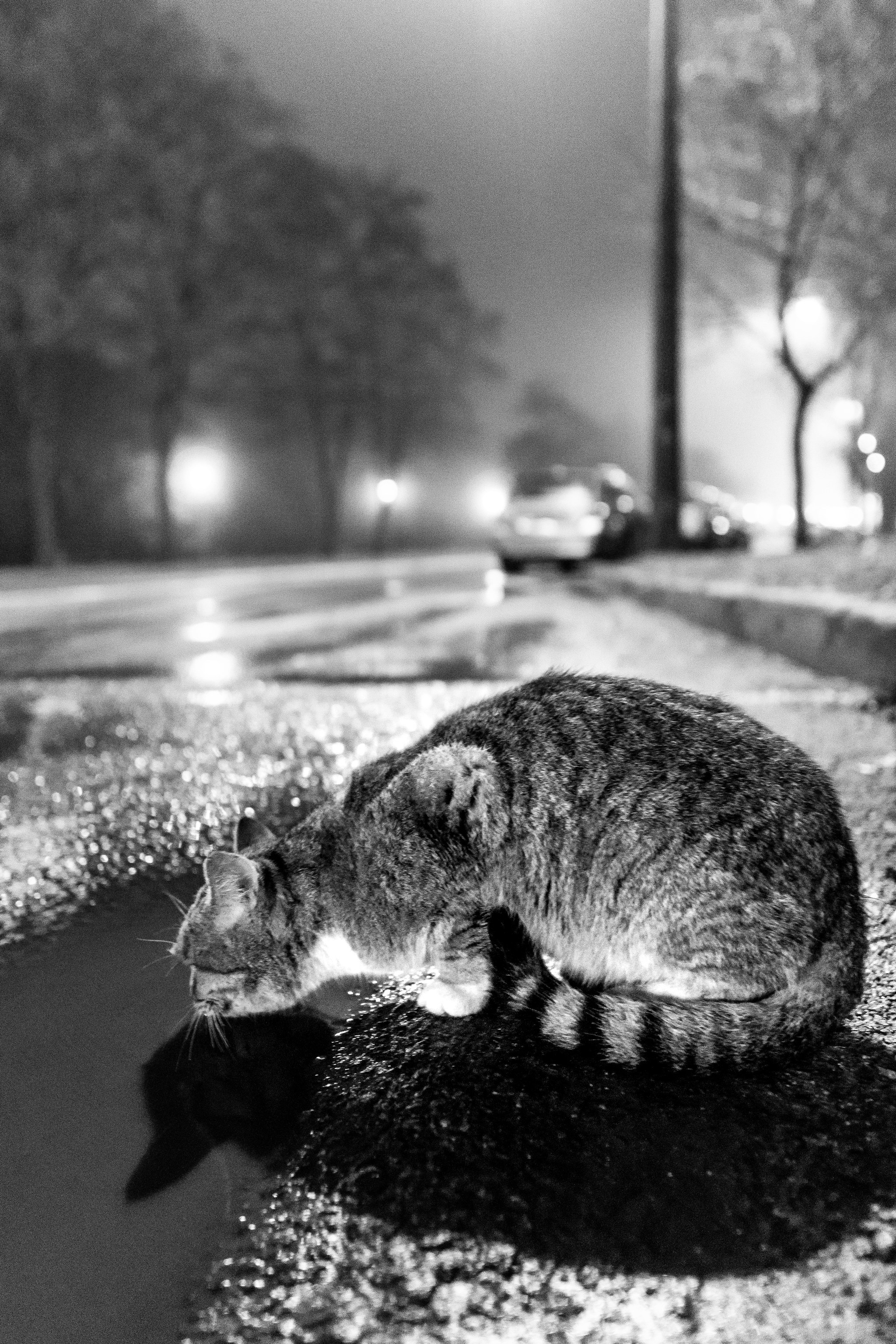 Night Minsk - My, Minsk, cat, The photo, Sony alpha, Sigma, Black and white