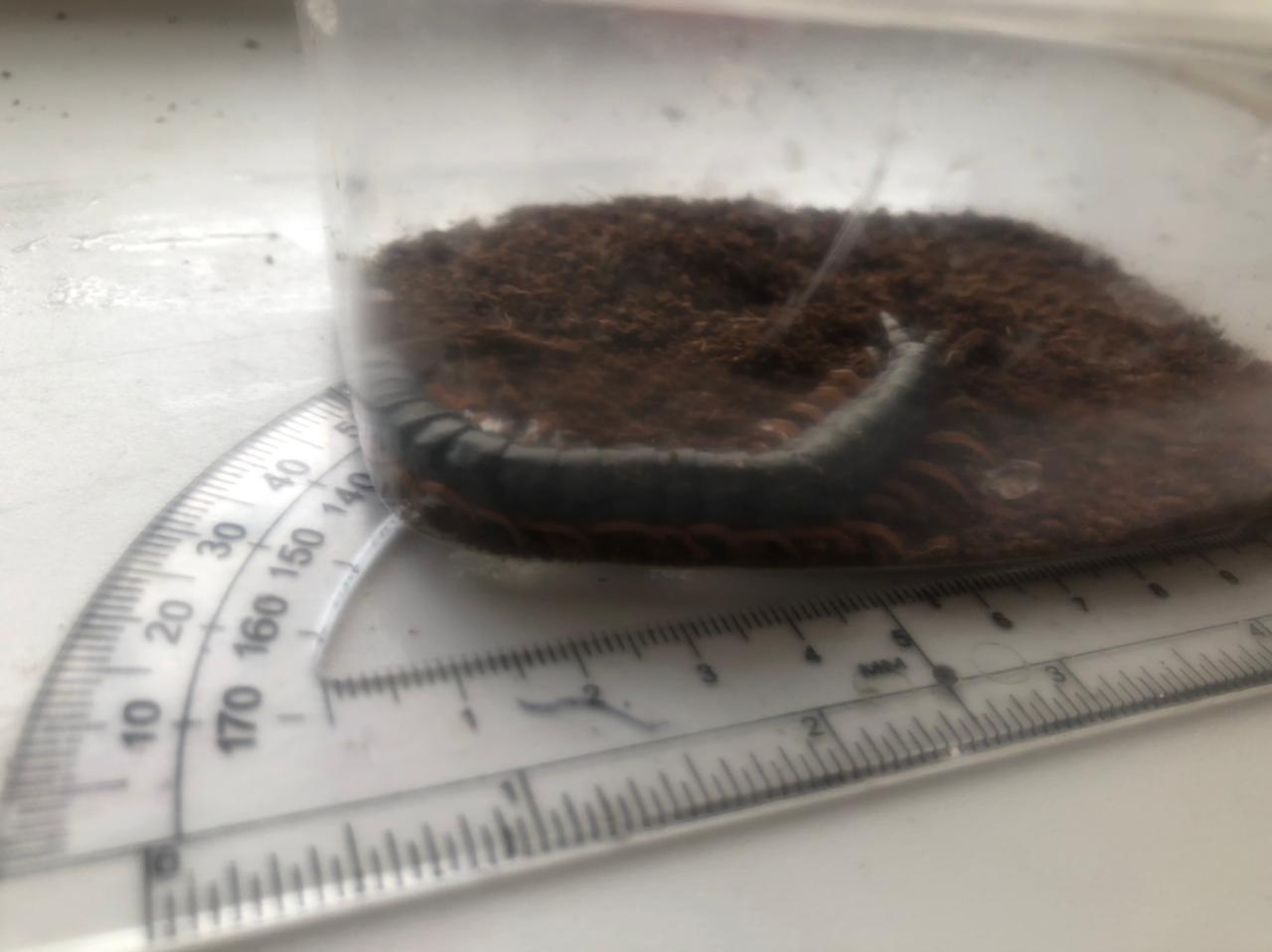 About how I got a scolopendra at home - My, Scolopendra, Insectophobia, Centipede, Pets, Tokyo ghoul, Photo on sneaker, Humor, Terrariumistics, Insects, Longpost