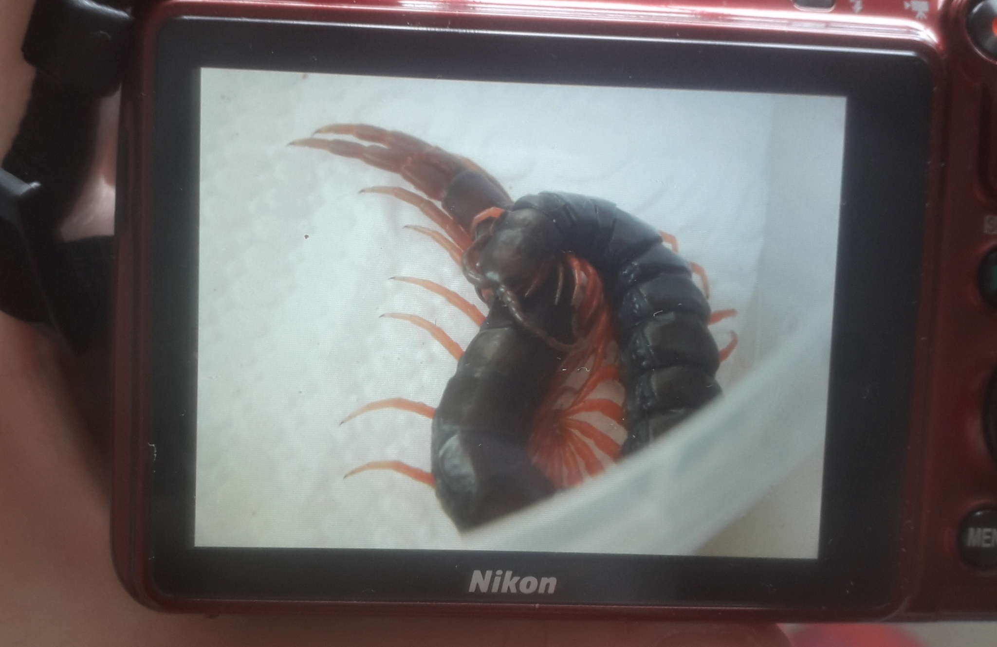 About how I got a scolopendra at home - My, Scolopendra, Insectophobia, Centipede, Pets, Tokyo ghoul, Photo on sneaker, Humor, Terrariumistics, Insects, Longpost