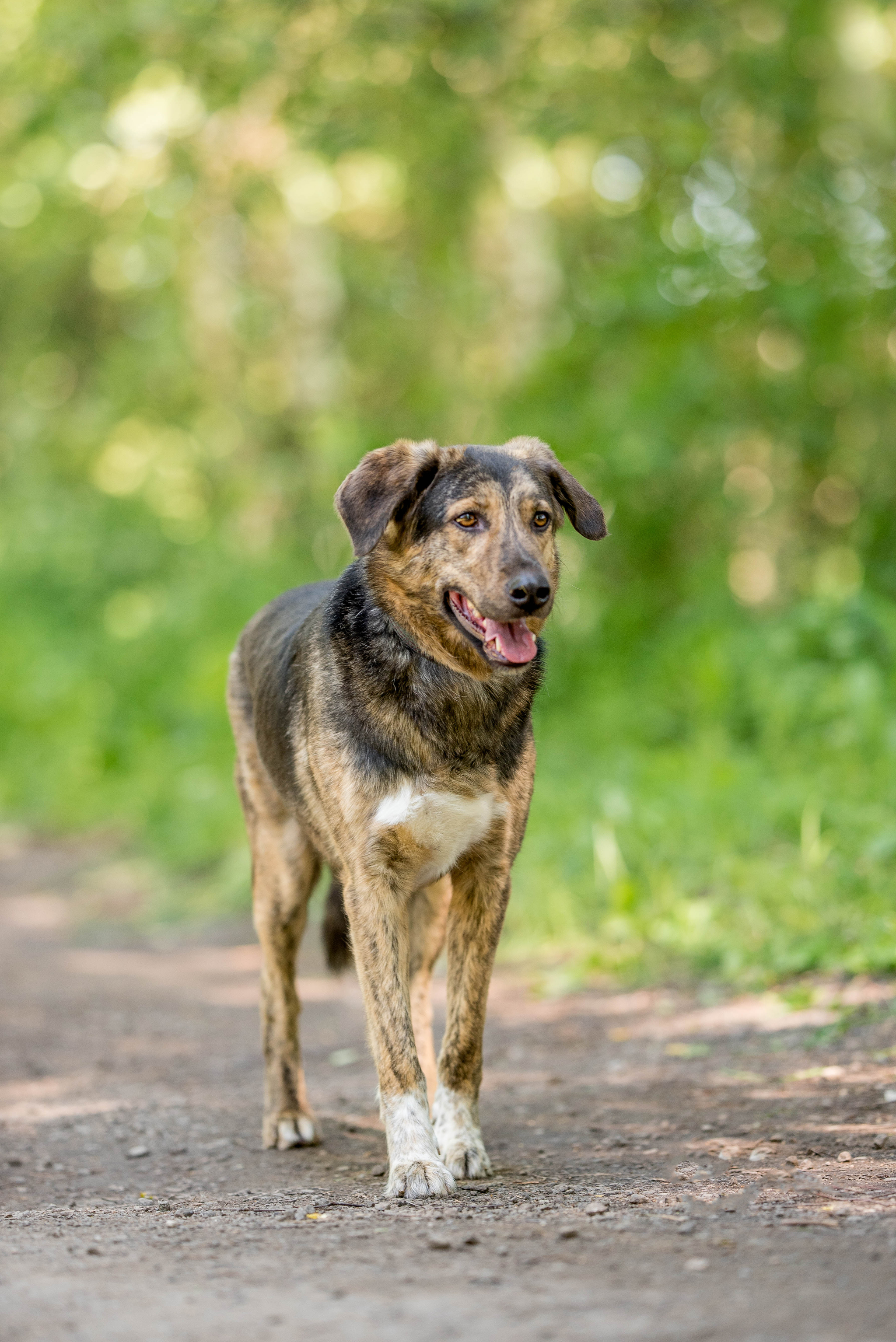 Beethoven looking for a home - My, Animals, Pets, Longpost, In good hands, Dog