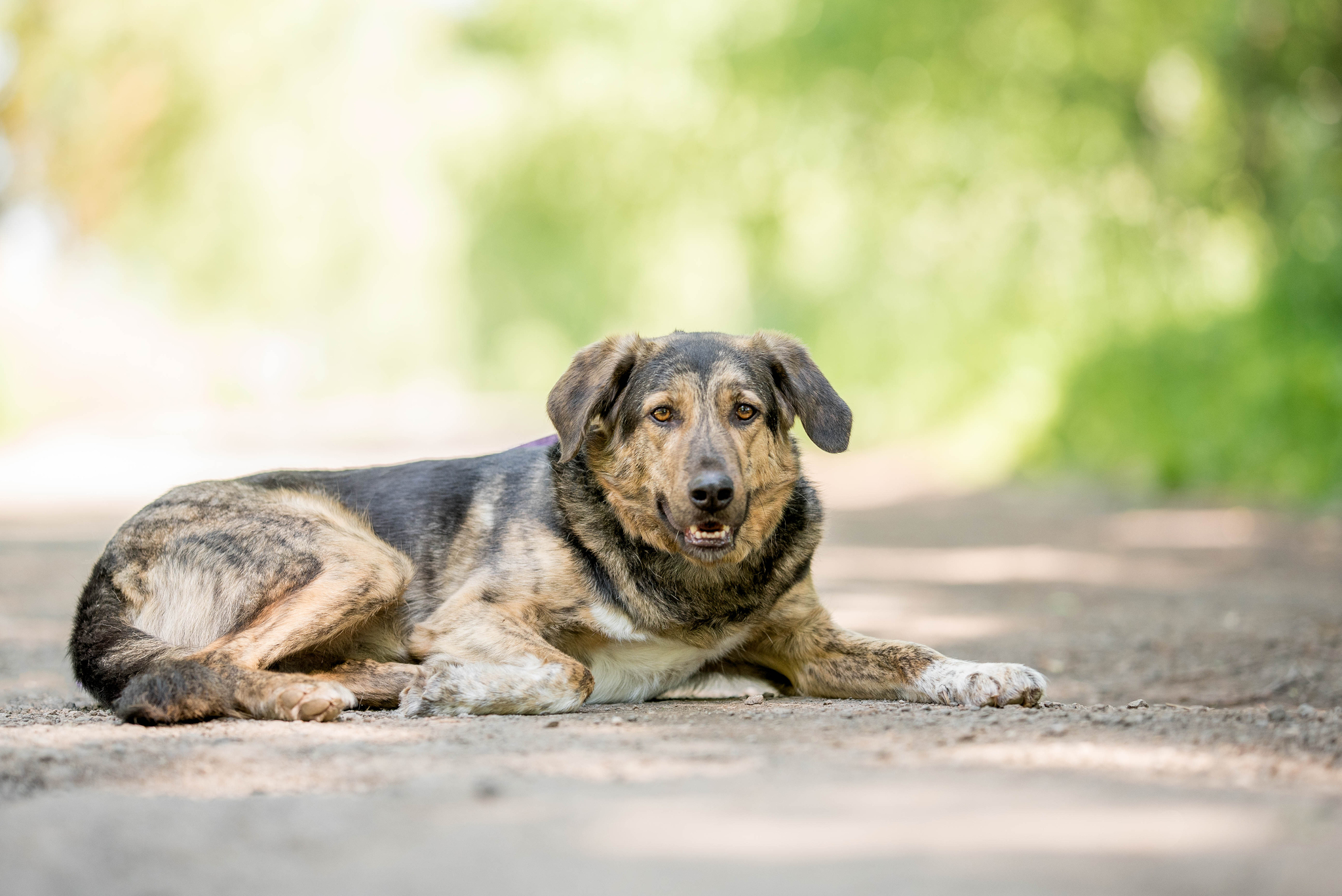 Beethoven looking for a home - My, Animals, Pets, Longpost, In good hands, Dog