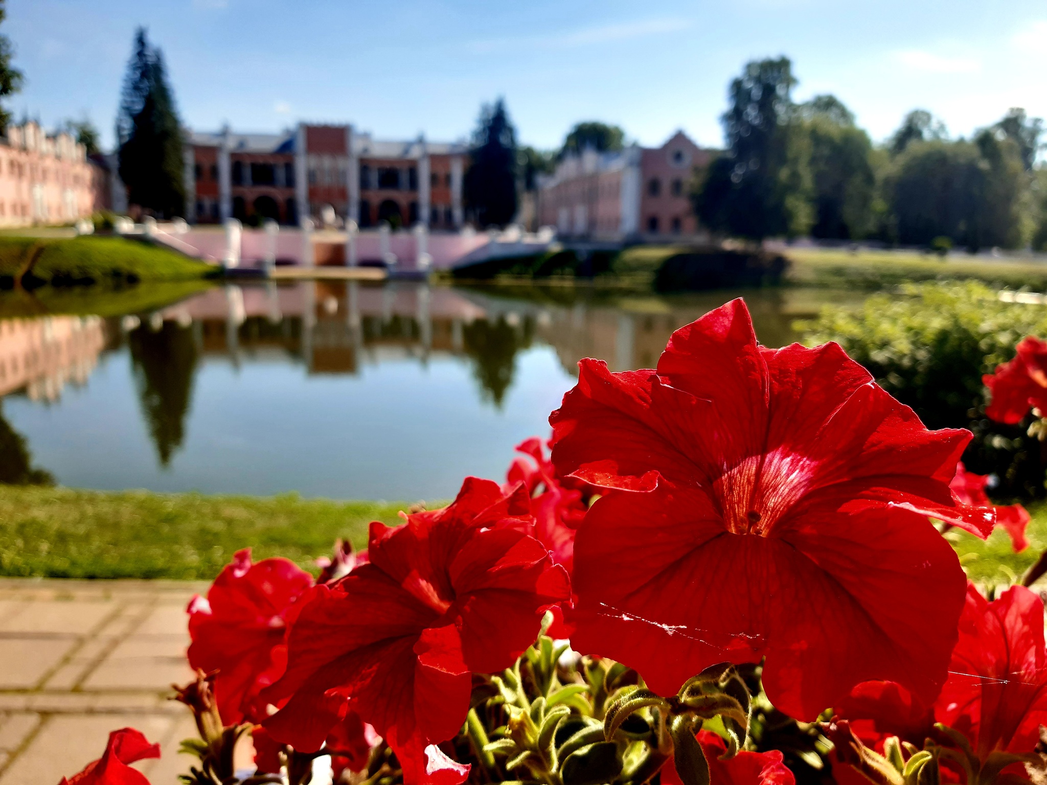 Burning red flowers of summer... - My, Mobile photography, Flowers, Подмосковье, Marfino