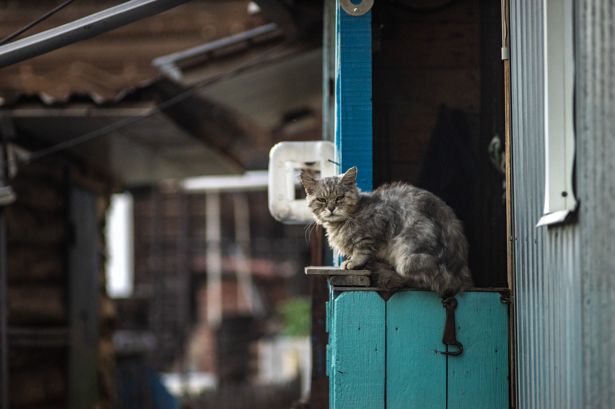 morning city - My, The photo, Tomsk, Siberia, Town, Morning, cat, Longpost