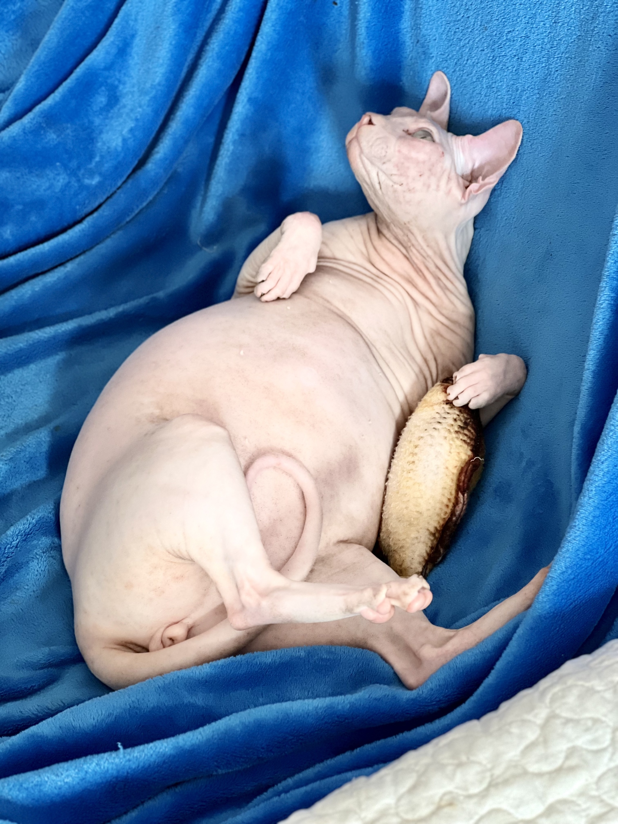 Толстый кот сфинкс