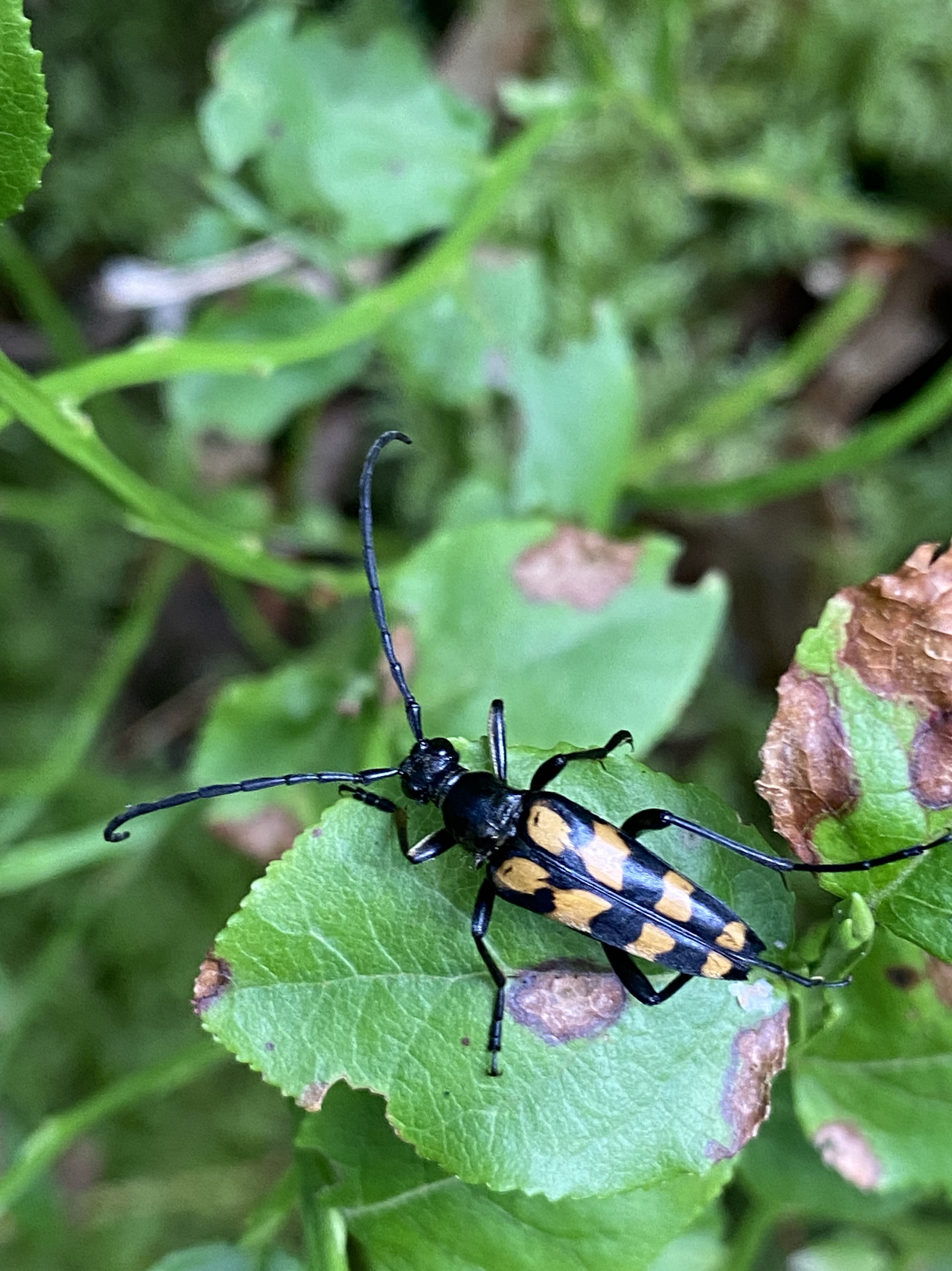 nature is beautiful - My, Republic of Belarus, Forest, Insects