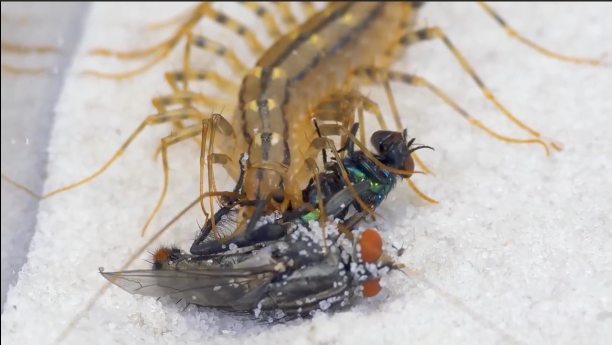 Flycatcher against flies Macro video - Macro photography, Predatory animals, Microscope, Муха, Flycatcher, Centipede, The science, Biology, Video, Youtube, Longpost, Arthropods, Scientists, Research, Informative, Nauchpop, Experiment, Around the world