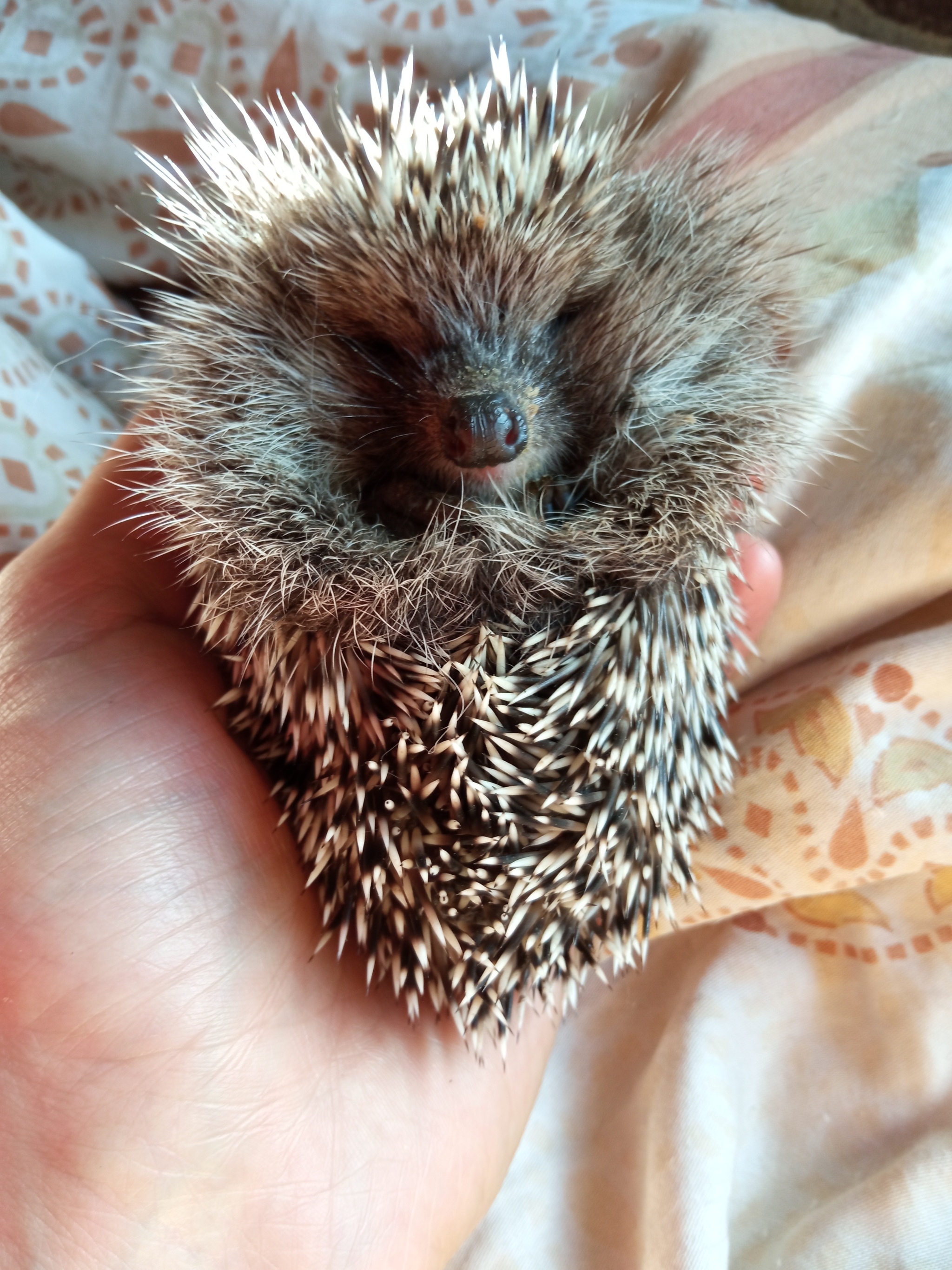 Late last night, the neighbors brought me a very weak hedgehog. - My, Helping animals, Animal Rescue, Vertical video, Hedgehog, Dacha, Neighbours, Troubled neighbors, Video, Longpost