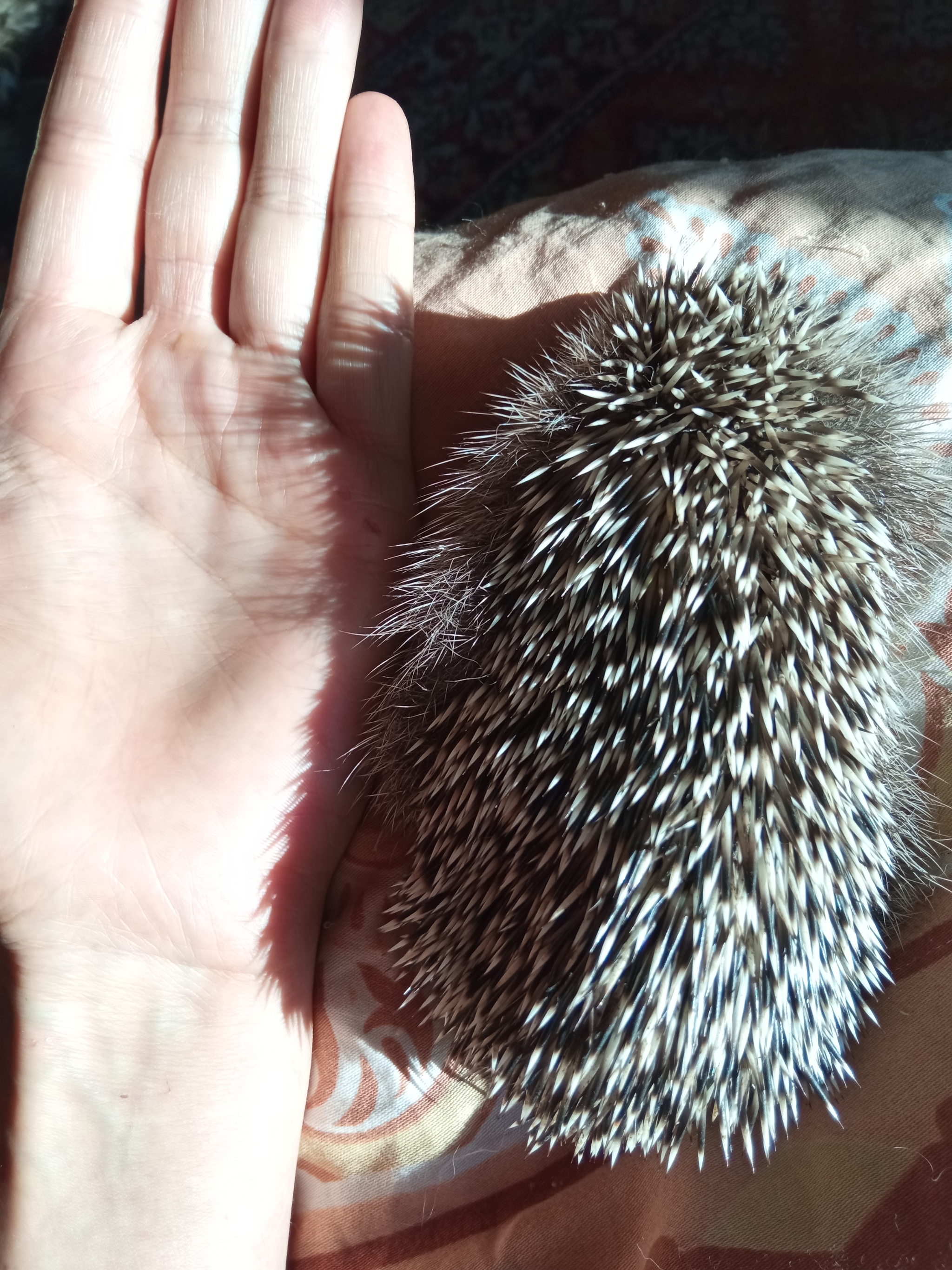 Late last night, the neighbors brought me a very weak hedgehog. - My, Helping animals, Animal Rescue, Vertical video, Hedgehog, Dacha, Neighbours, Troubled neighbors, Video, Longpost