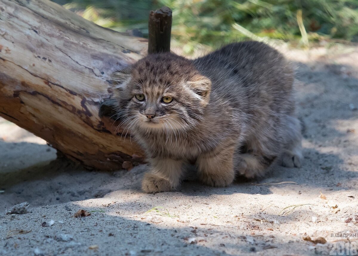 Manuly - Pet the cat, Pallas' cat, Small cats, Cat family, Predatory animals, Wild animals, The photo, Longpost