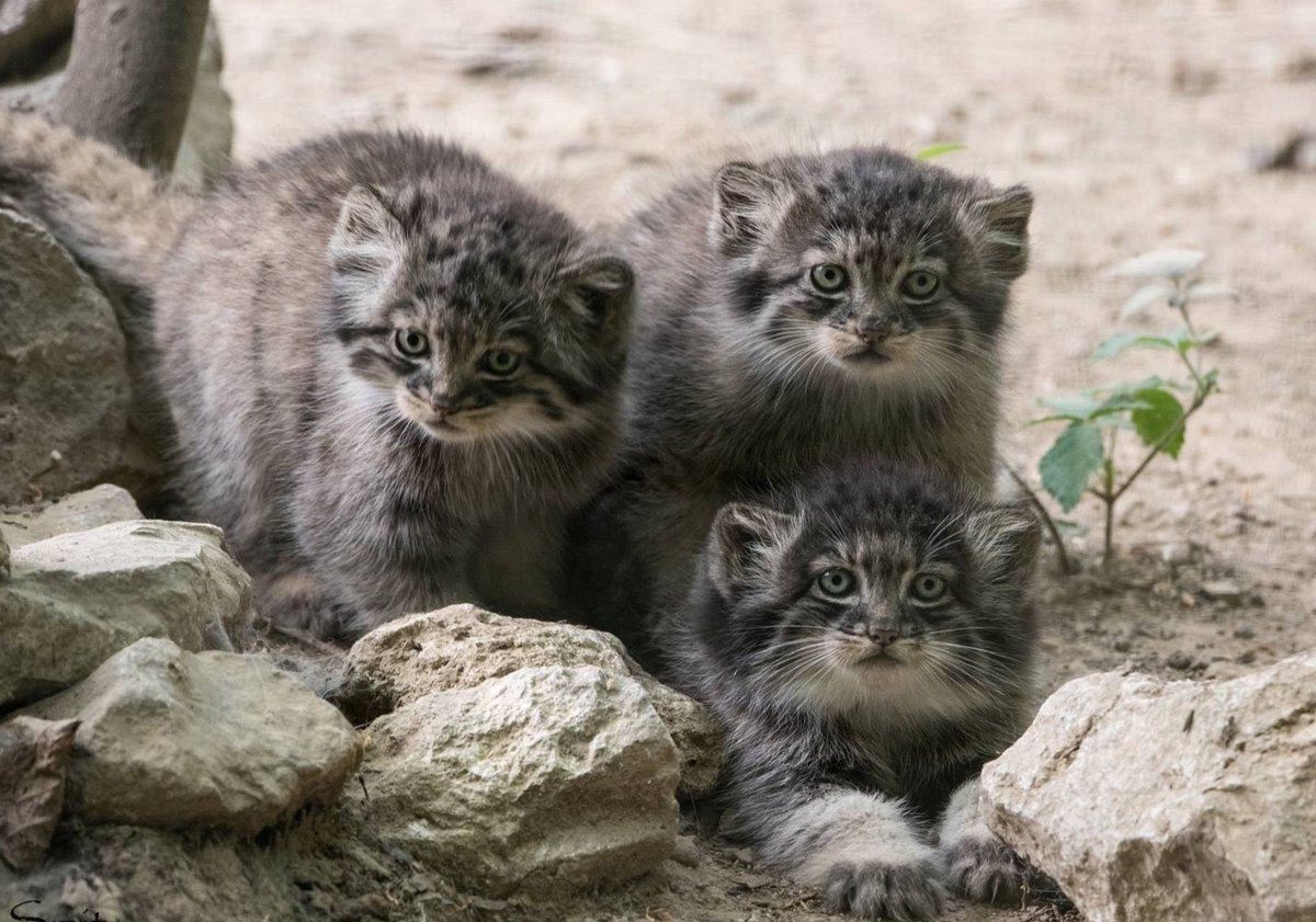 Manuly - Pet the cat, Pallas' cat, Small cats, Cat family, Predatory animals, Wild animals, The photo, Longpost