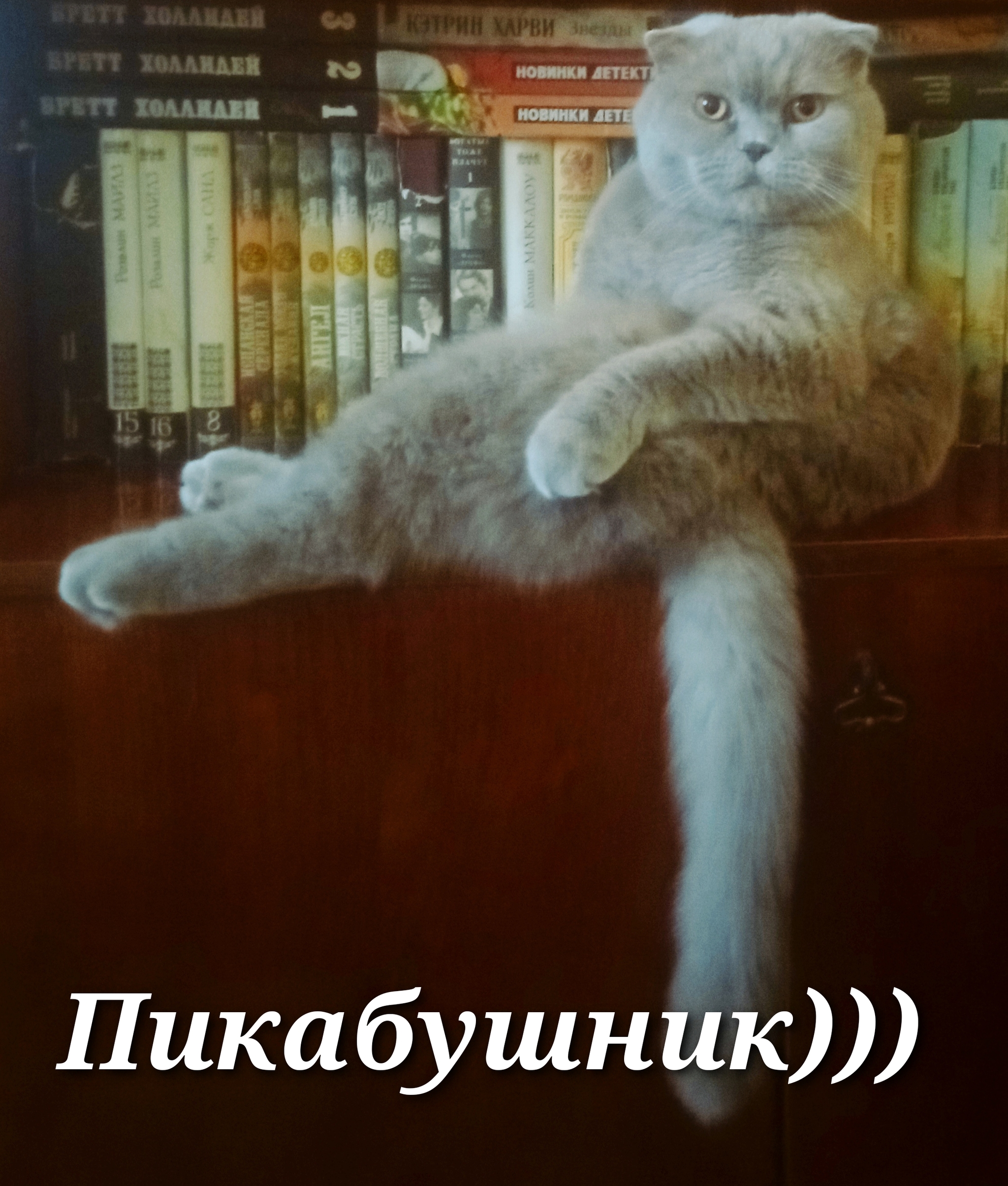 Мой кот - пикабушник - Моё, Кот, Пикабушники, Фотография