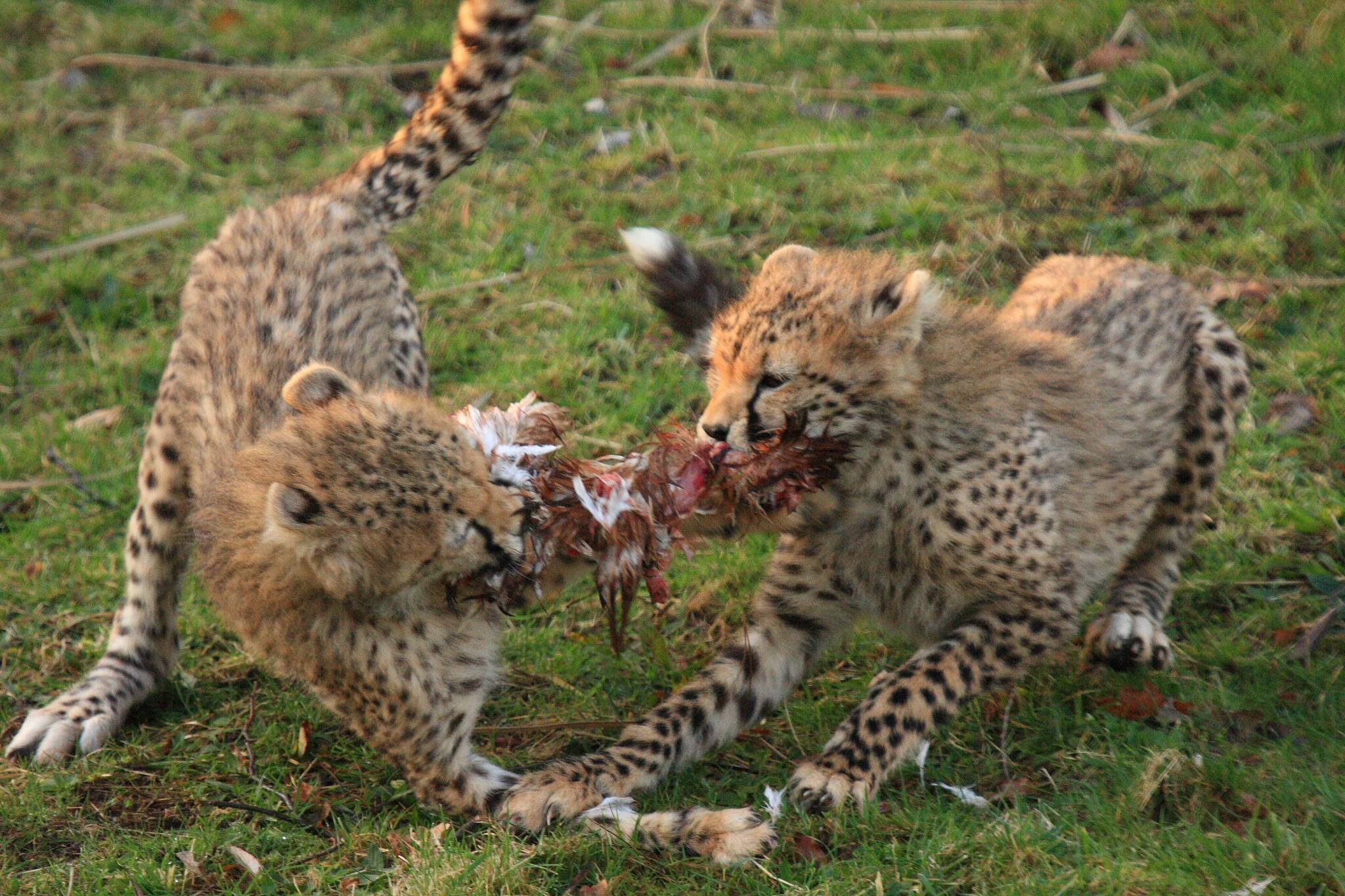 My! - Cheetah, Rare view, Small cats, Cat family, Predatory animals, Mammals, Animals, Wild animals, The photo, Mining, Young