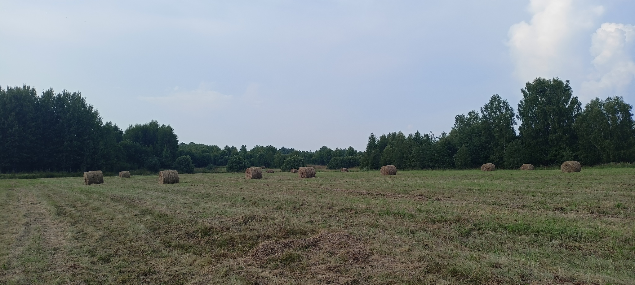 handsomely - My, Longpost, Field, Hay