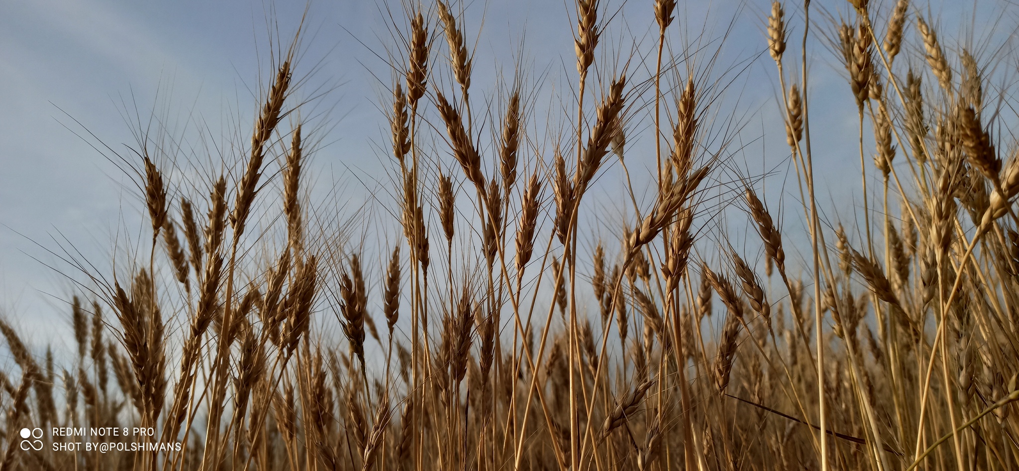 Her time has come - My, Corn, Wheat, Field, Longpost