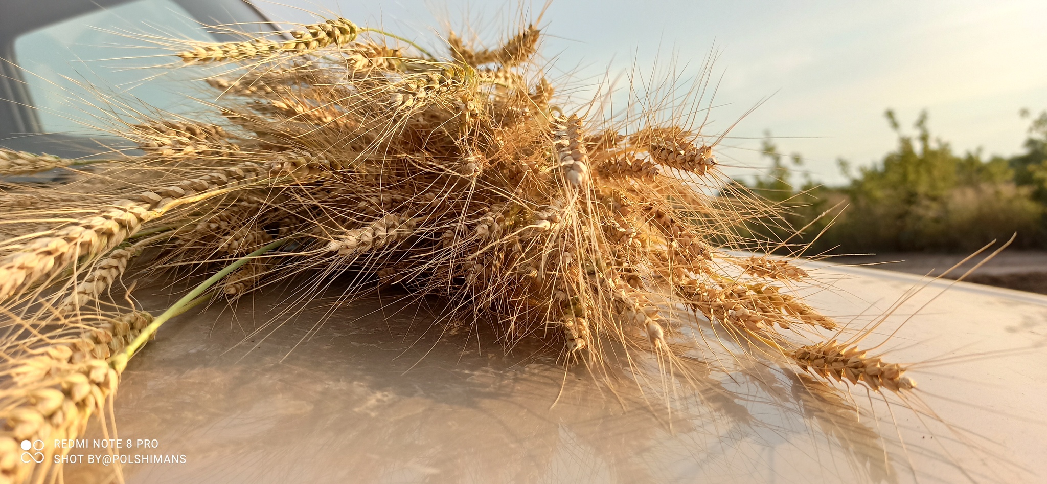 Her time has come - My, Corn, Wheat, Field, Longpost