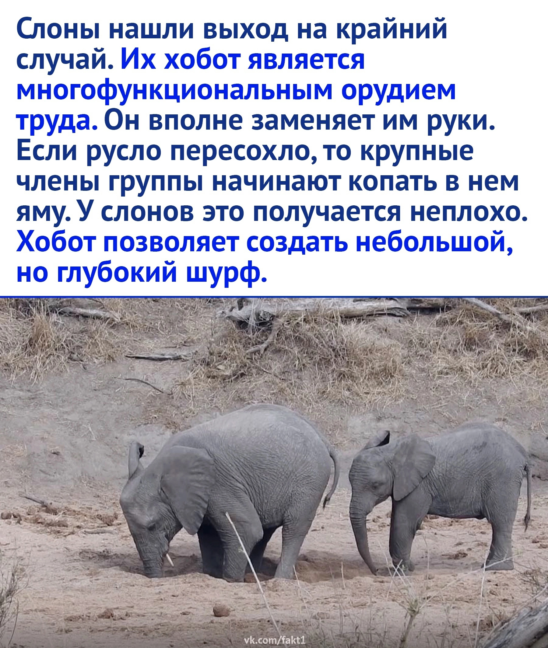 Evolution - Elephants, Drought, Water, Picture with text, Longpost