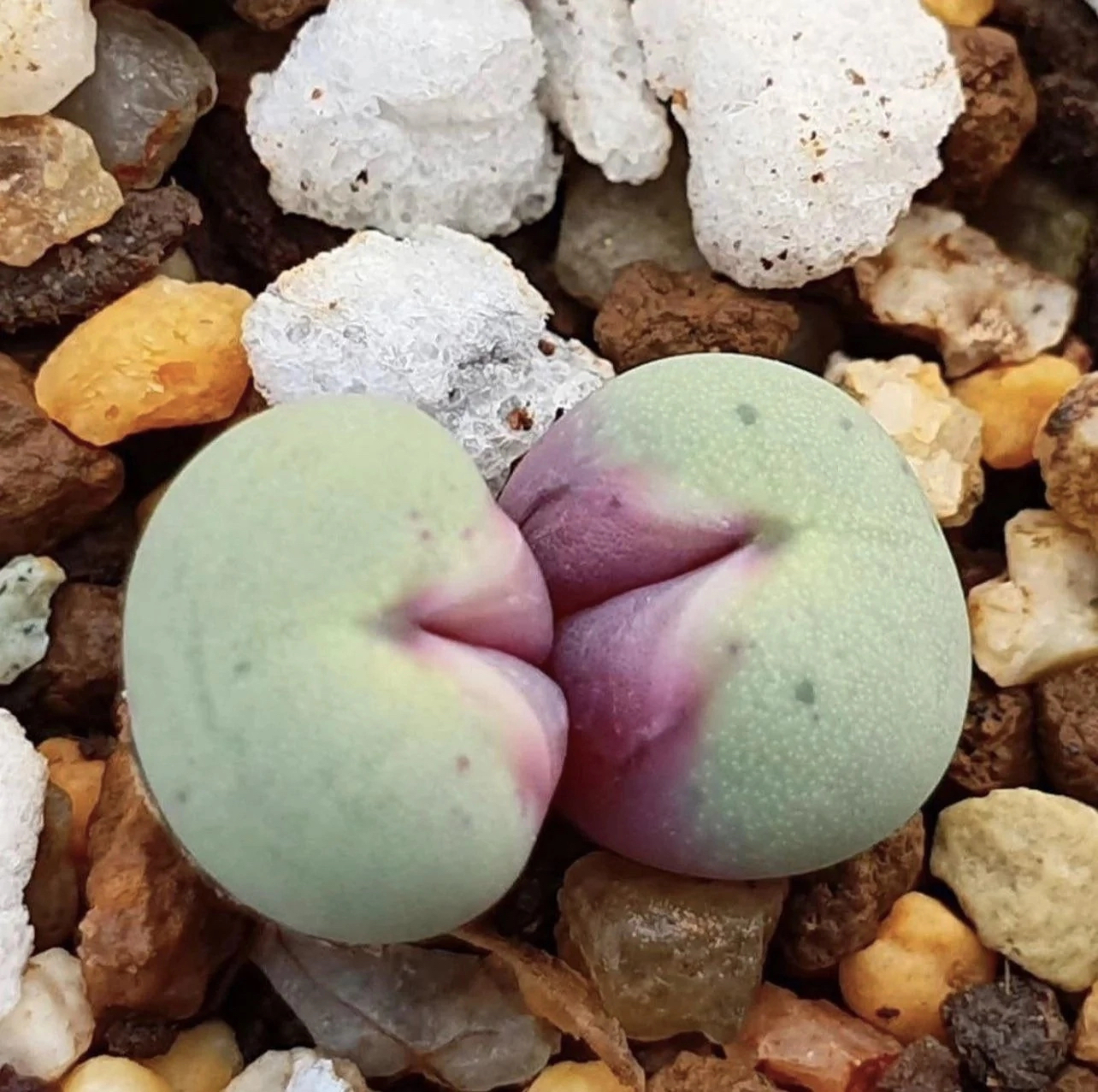 creepy plants - Plants, Kripota, Lips, Nature, Longpost, Lithops