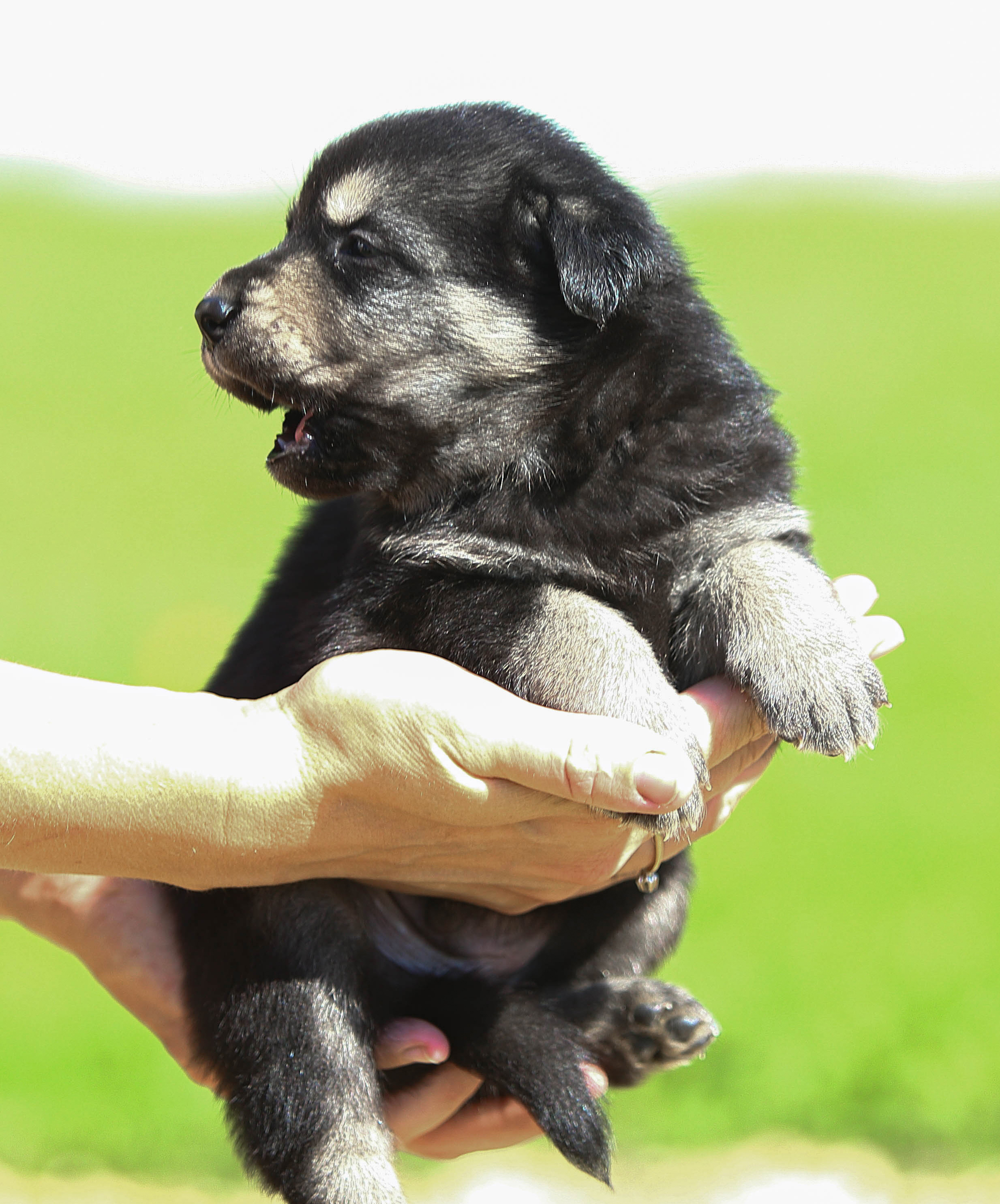 Vicci. Luciano Pavarotti, the size of his palm, is looking for a home - My, Dog, Puppies, Moscow, Moscow region, Shelter, Animal shelter, The rescue, Animal Rescue, Help, In good hands, No rating, Milota, Longpost