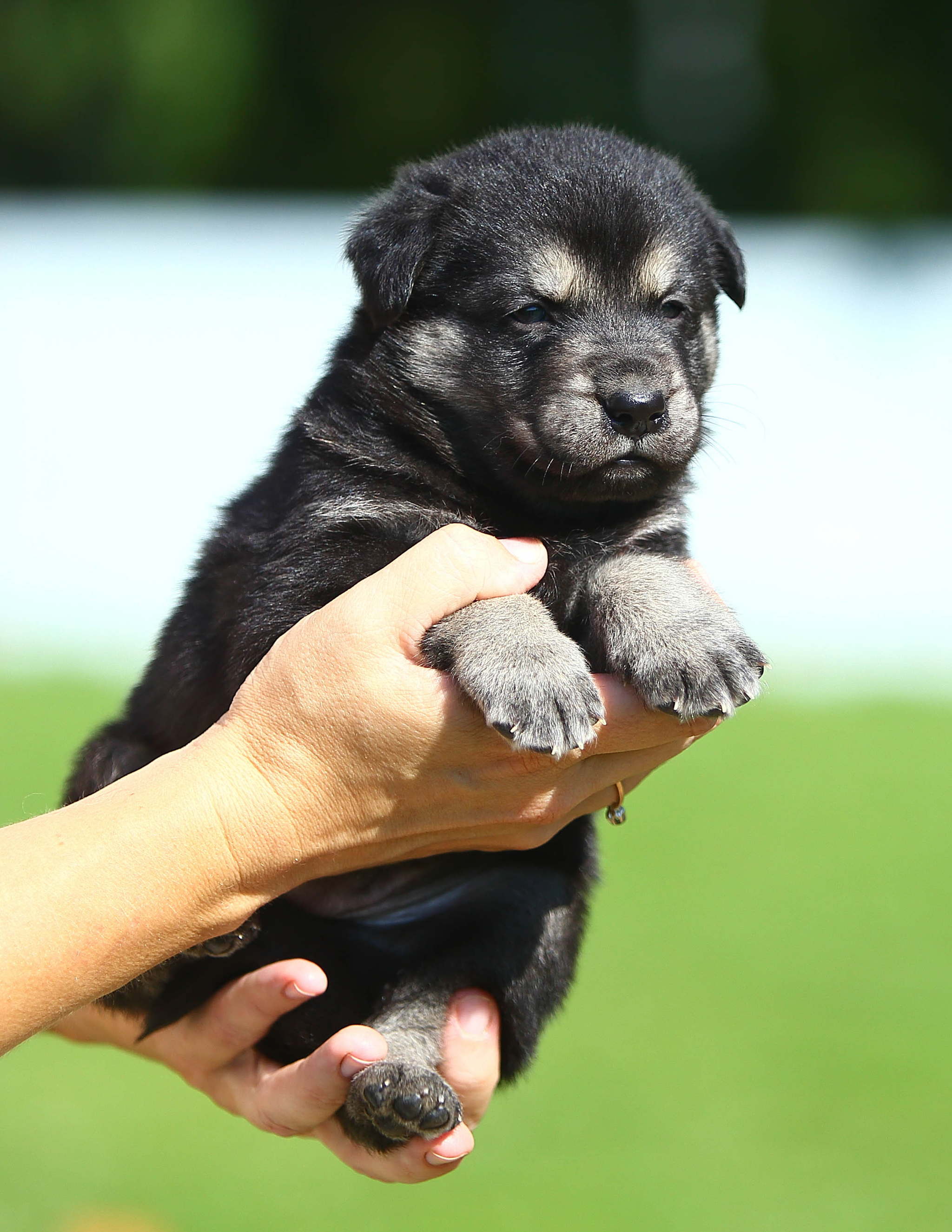 Vicci. Luciano Pavarotti, the size of his palm, is looking for a home - My, Dog, Puppies, Moscow, Moscow region, Shelter, Animal shelter, The rescue, Animal Rescue, Help, In good hands, No rating, Milota, Longpost