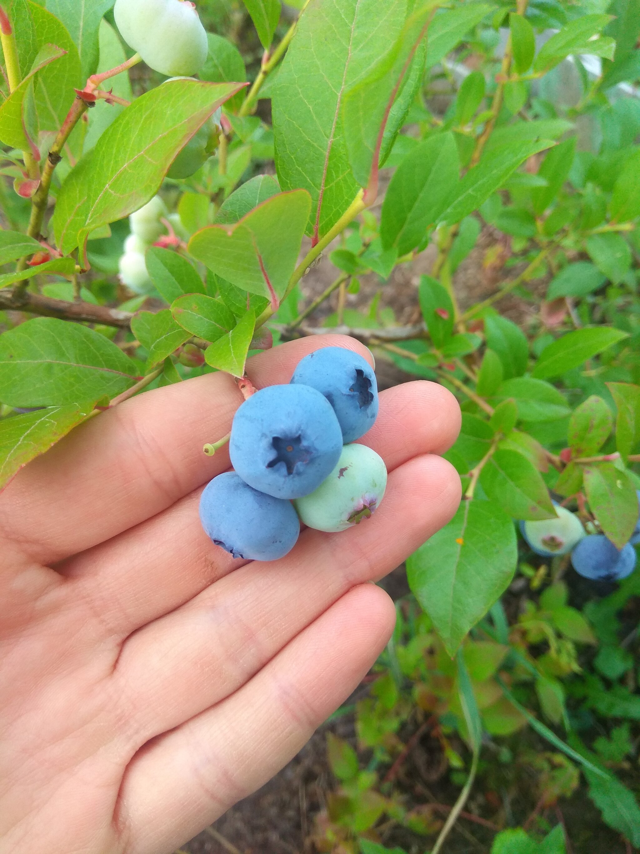 Beautiful blueberries in your feed: 3 - My, Moscow region, Blueberry, Garden, Longpost