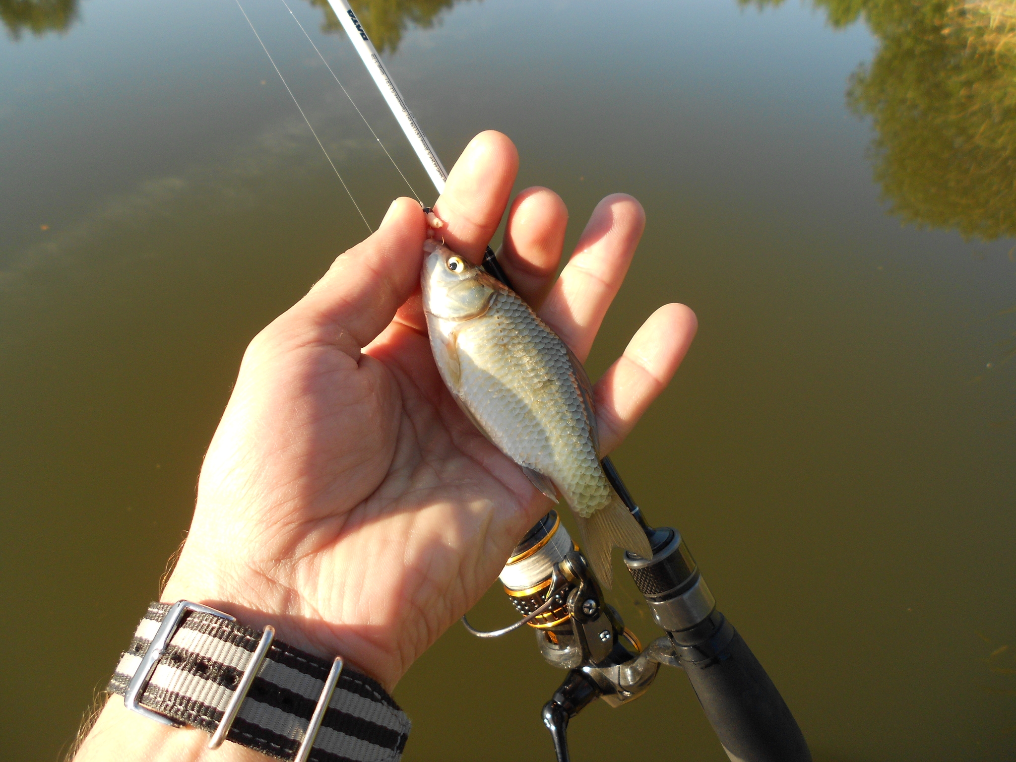 Short mormyshing for crucian carp - My, Fishing, Spinning, Longpost