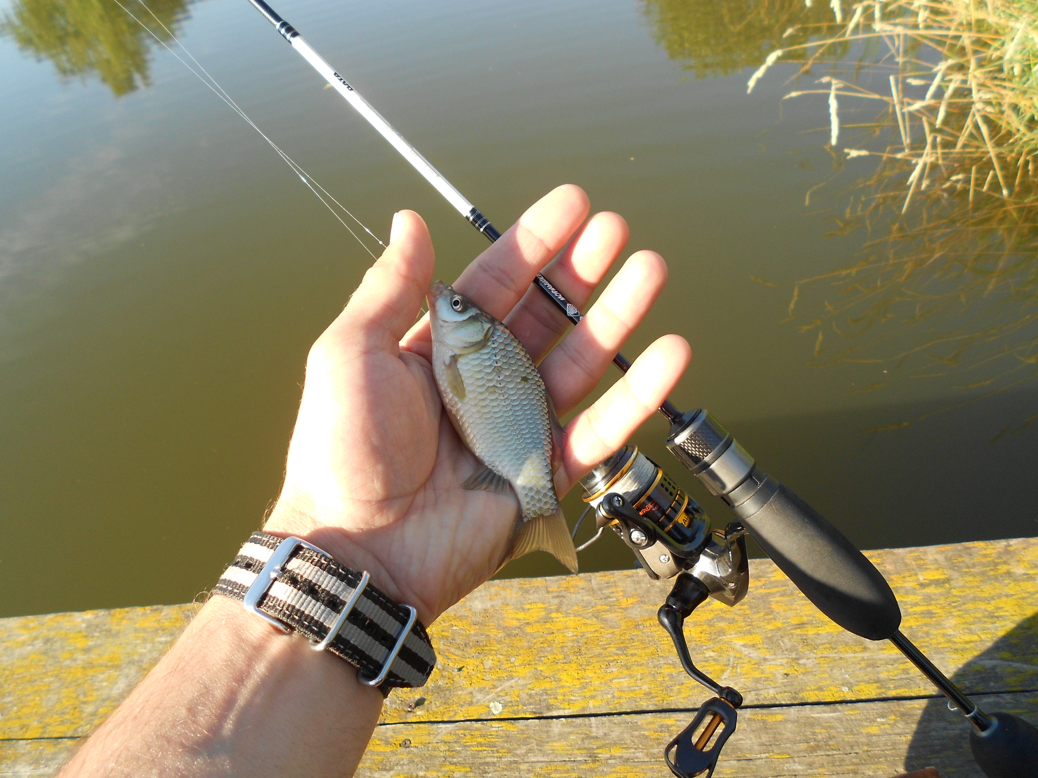 Short mormyshing for crucian carp - My, Fishing, Spinning, Longpost