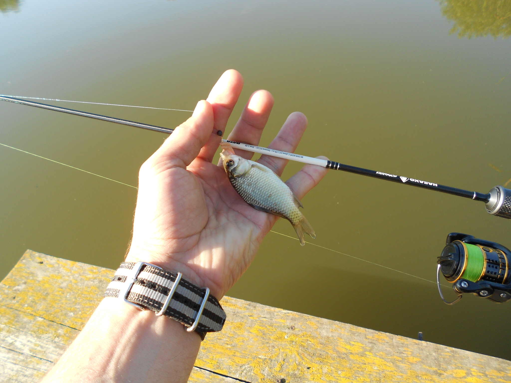 Short mormyshing for crucian carp - My, Fishing, Spinning, Longpost