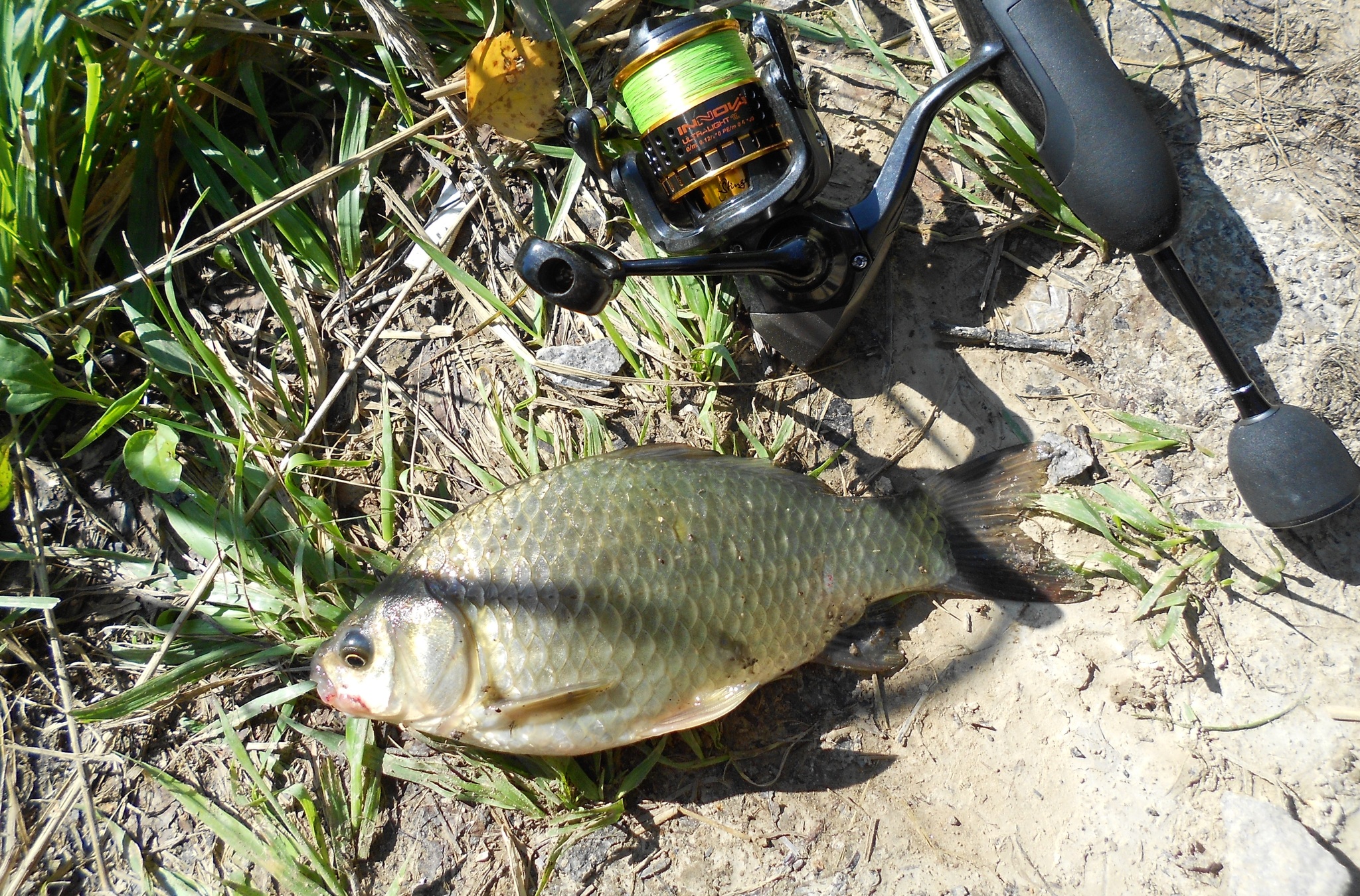 Short mormyshing for crucian carp - My, Fishing, Spinning, Longpost